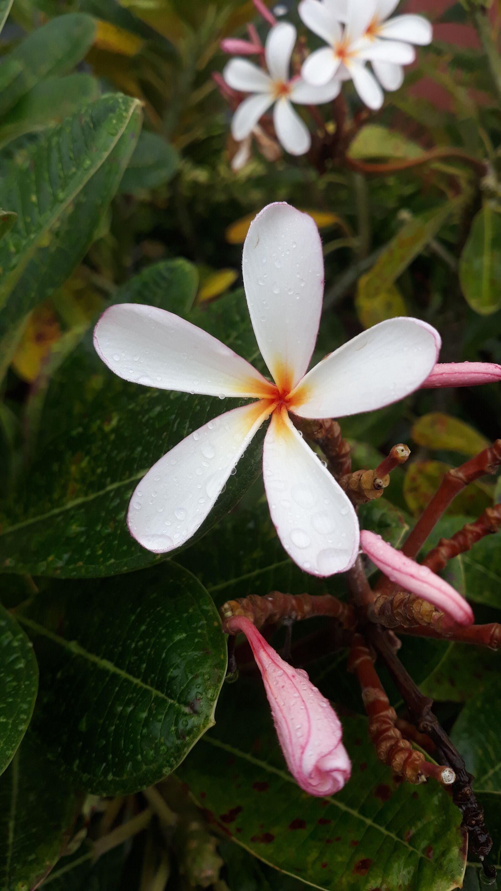 Samsung Galaxy J5 sample photo. Lovely, flower, with water photography