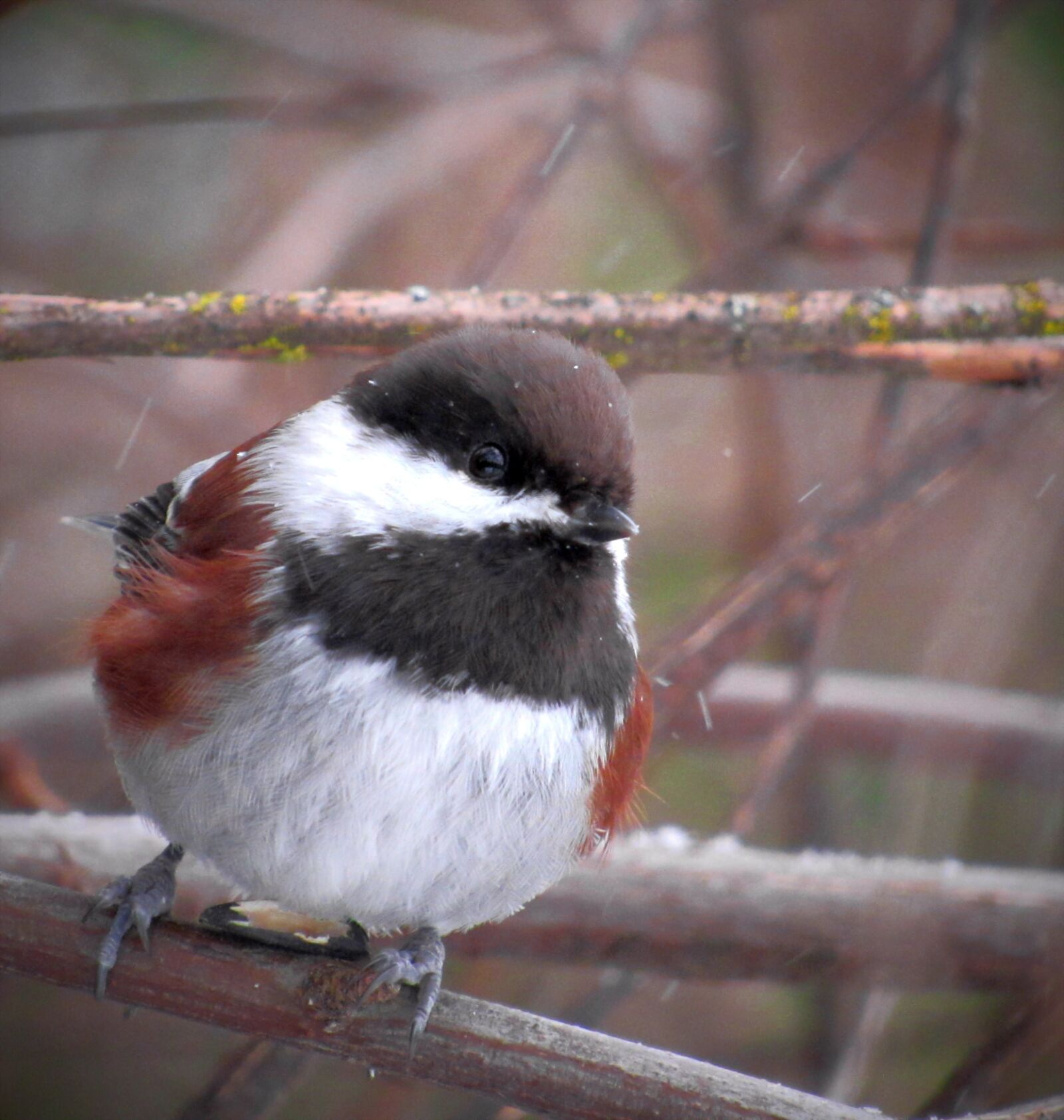 Canon PowerShot SX530 HS sample photo. Chestnut, backed, chestnut-backed photography