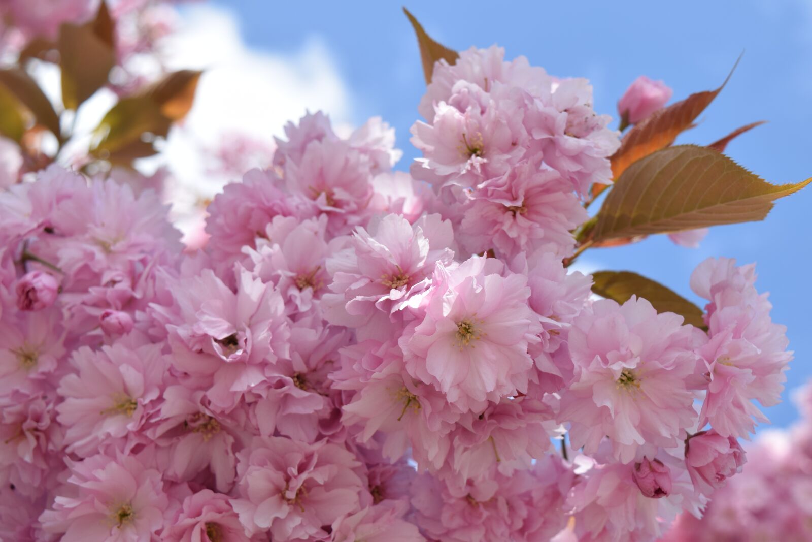 Nikon D5300 sample photo. Cherry blossom, pink, spring photography