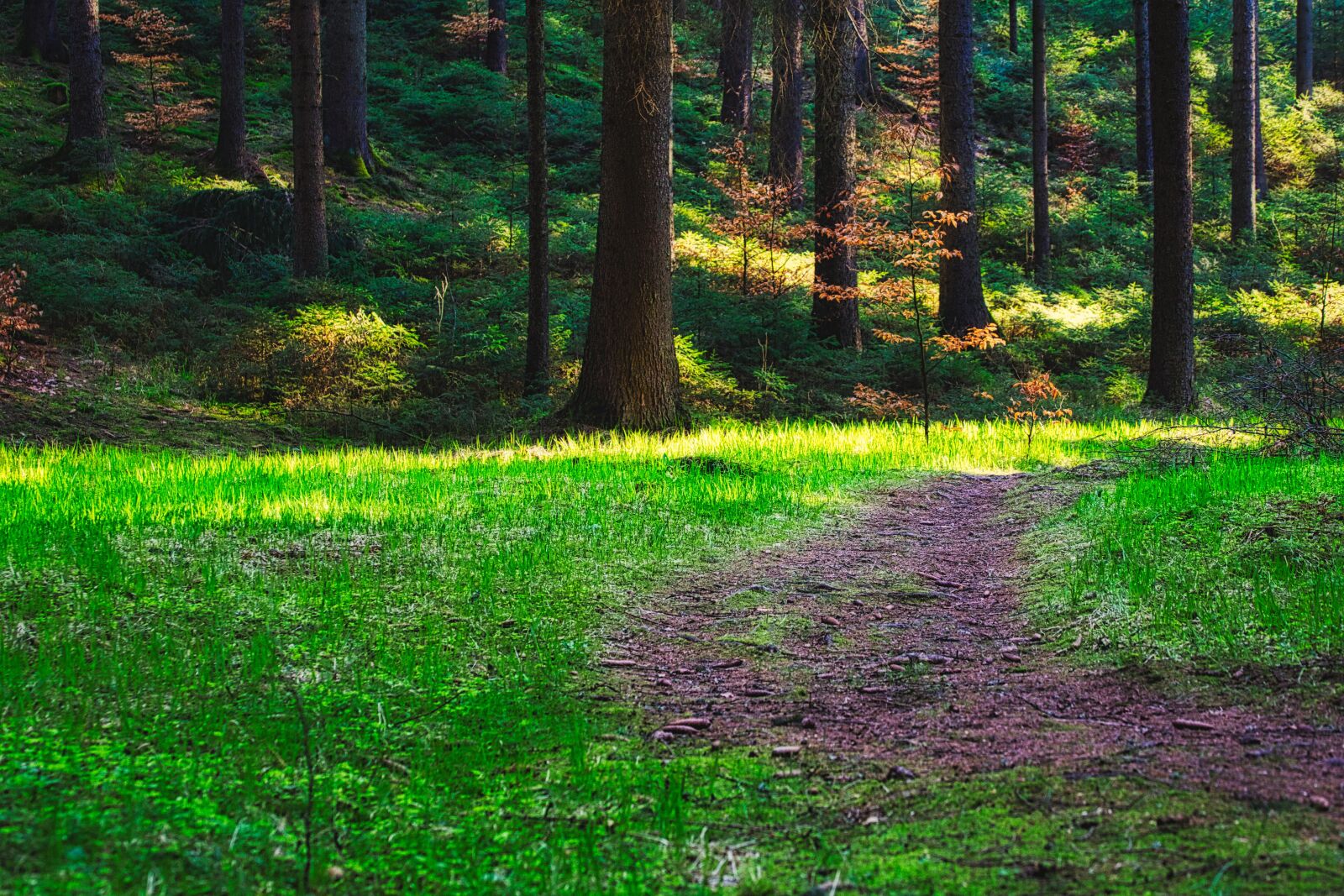 Canon EOS 6D sample photo. Forest, trees, glade photography