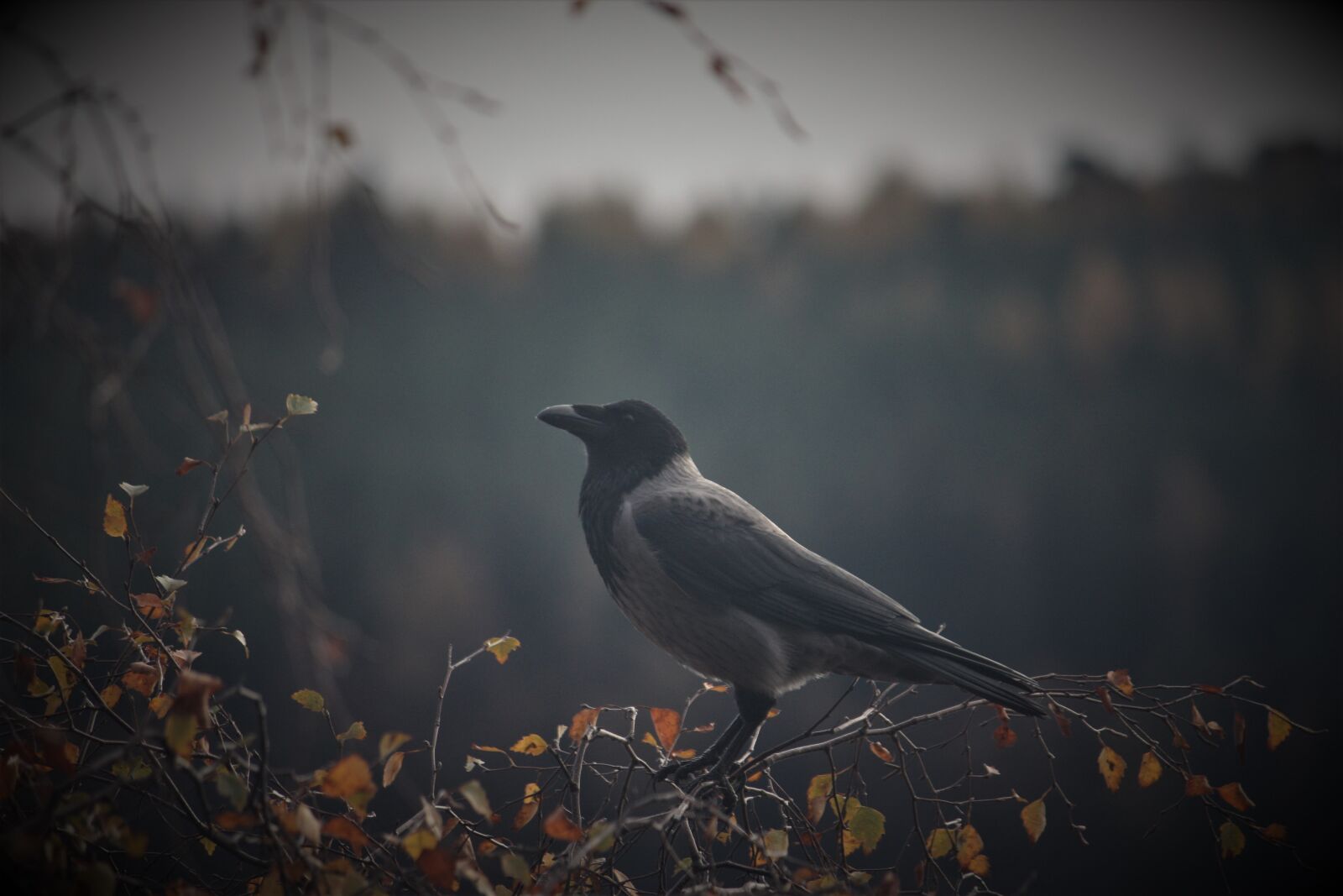 Canon EOS 450D (EOS Rebel XSi / EOS Kiss X2) sample photo. Hooded crow, corvidé, scotland photography