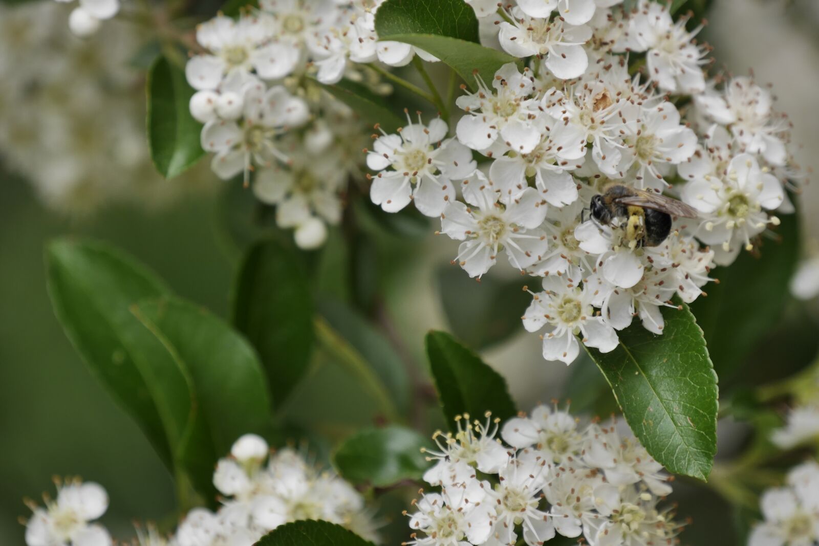 Panasonic Lumix DMC-G6 sample photo. Bee, firethorn, summer photography