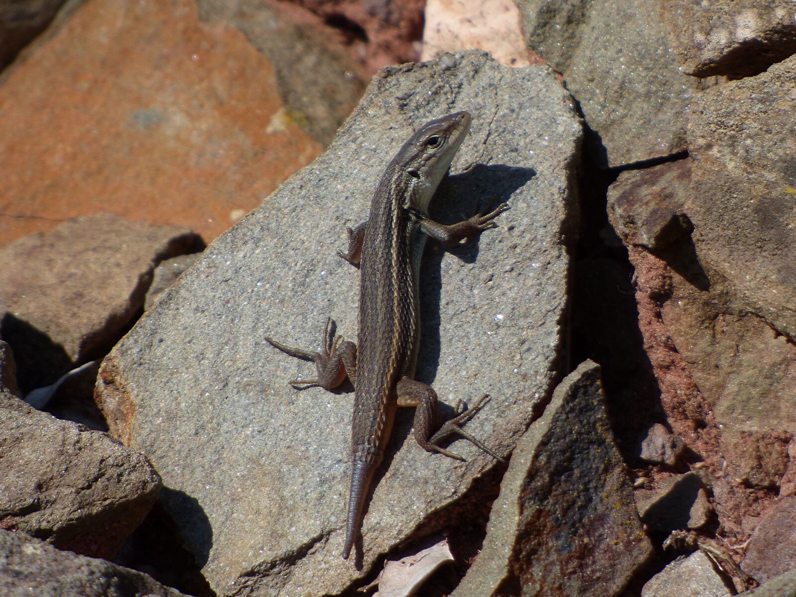 Panasonic Lumix DMC-FZ70 sample photo. Lizard, sargantana, reptile photography