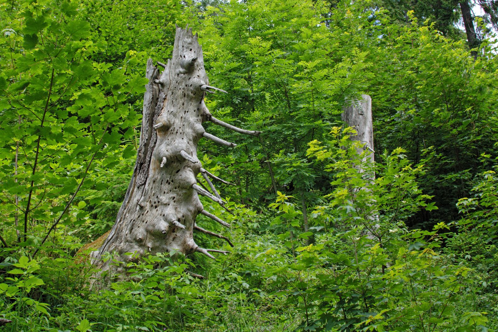 Nikon D7100 sample photo. Old tree, butt, tree photography