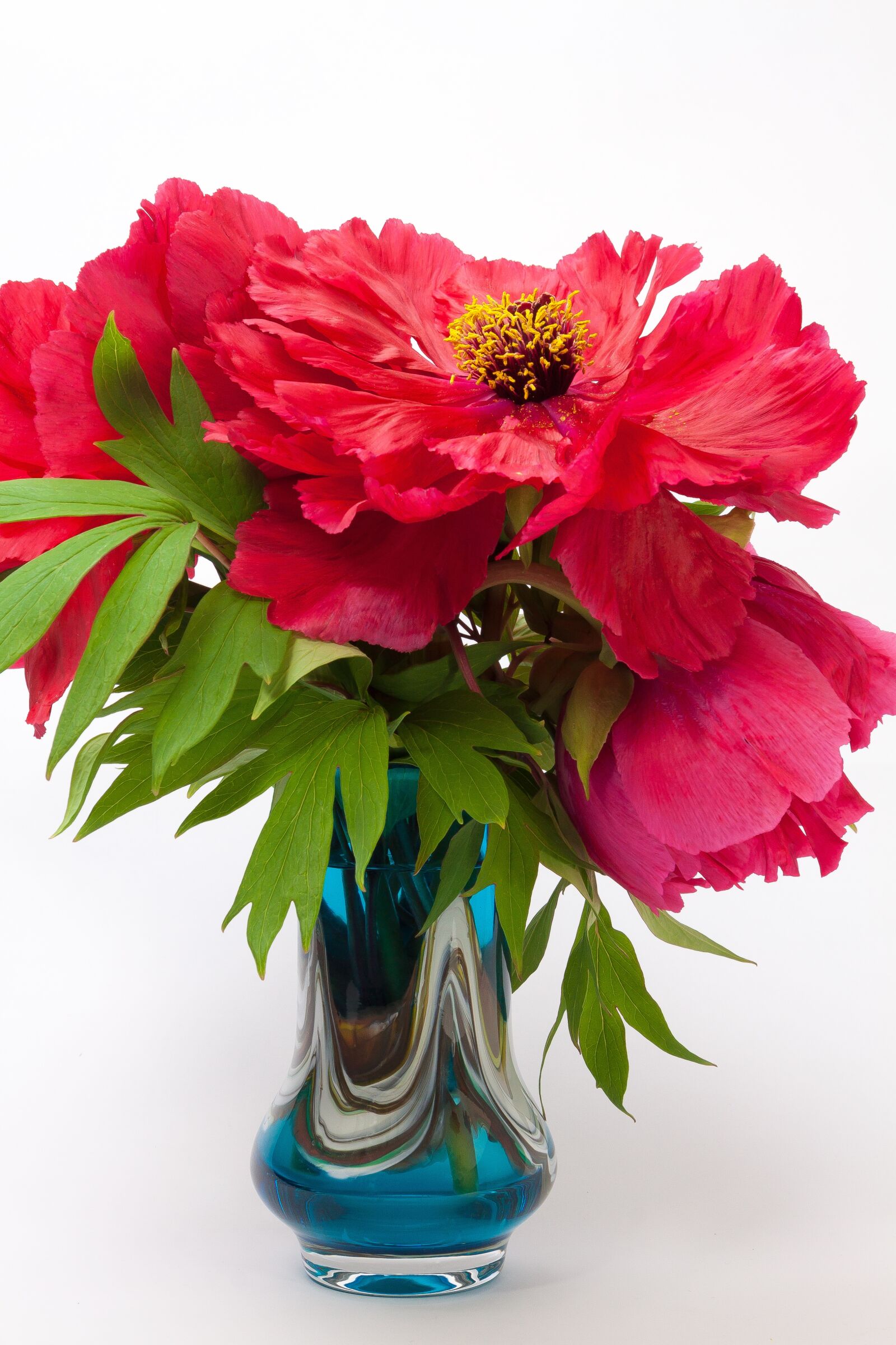 Canon EF-S 17-85mm F4-5.6 IS USM sample photo. Pentecost, peony, flower photography