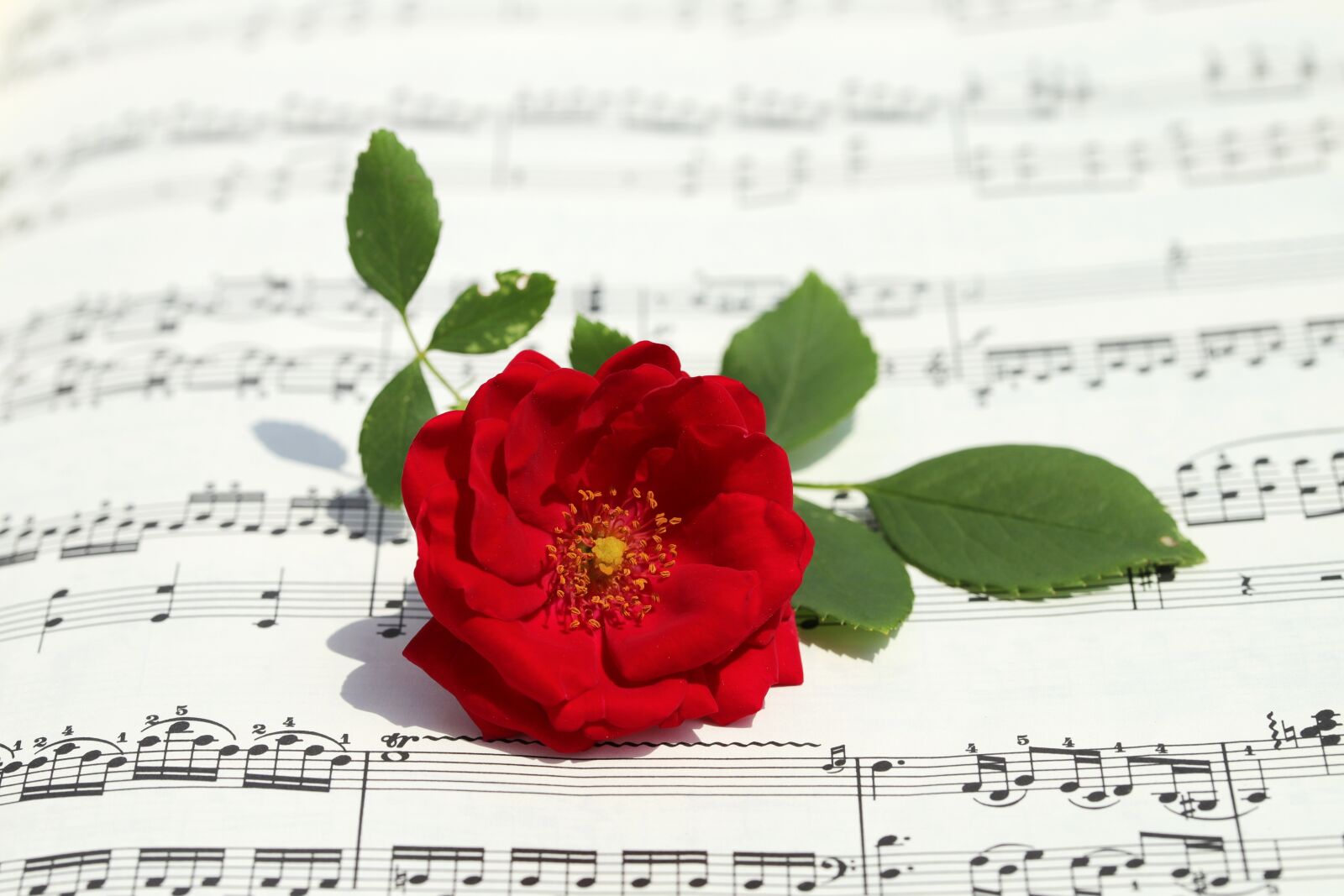 Canon EOS 6D Mark II sample photo. Rose, roses flowers, romantic photography