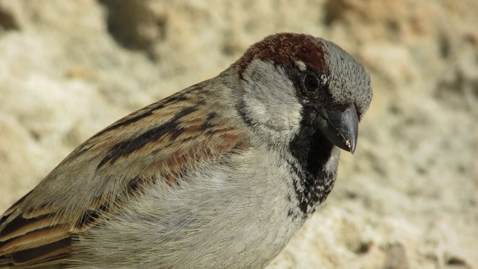 Canon PowerShot SX400 IS sample photo. Sparrow, bird, animal photography