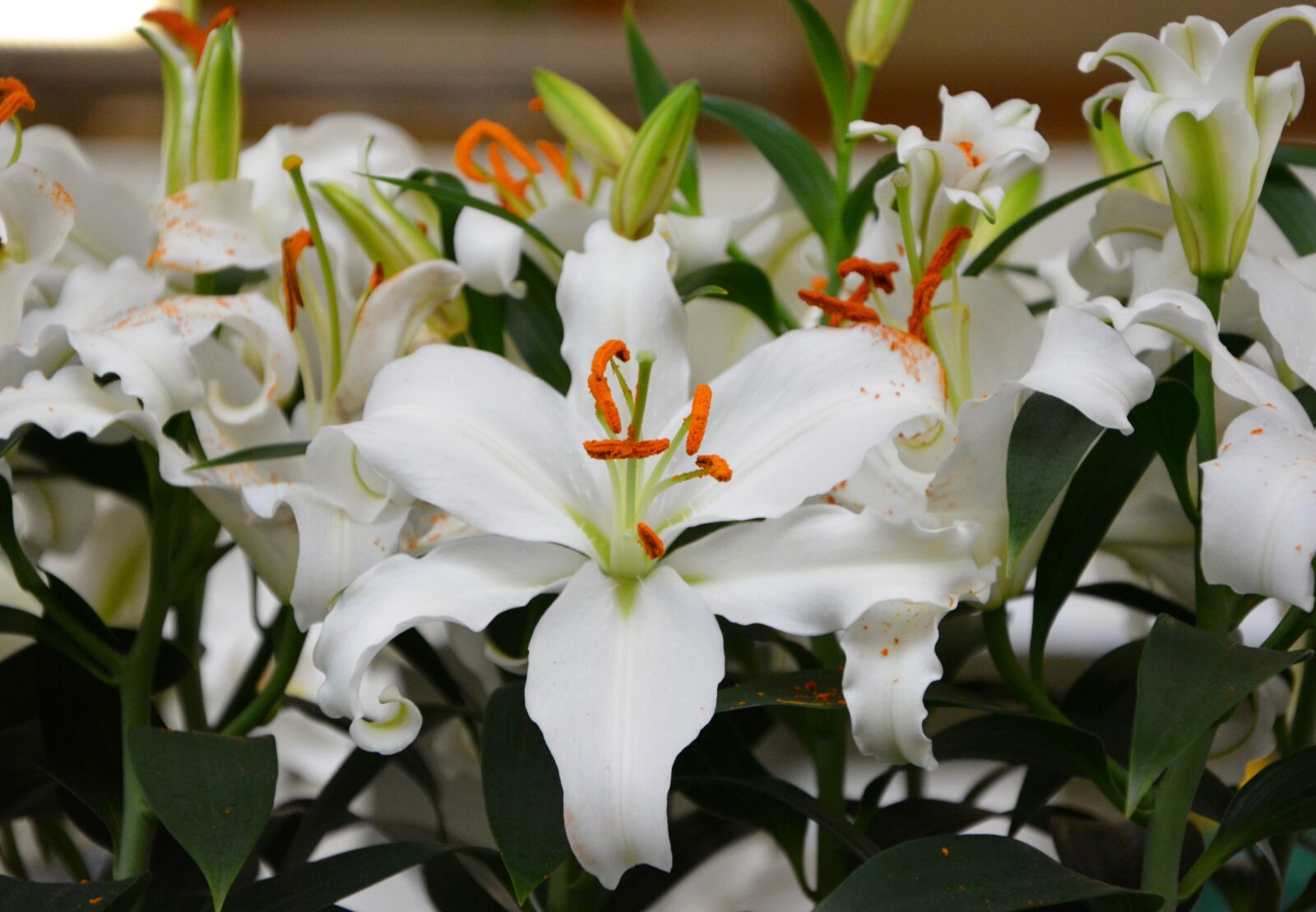 Nikon D5200 sample photo. White flower, kalanchoe, green photography