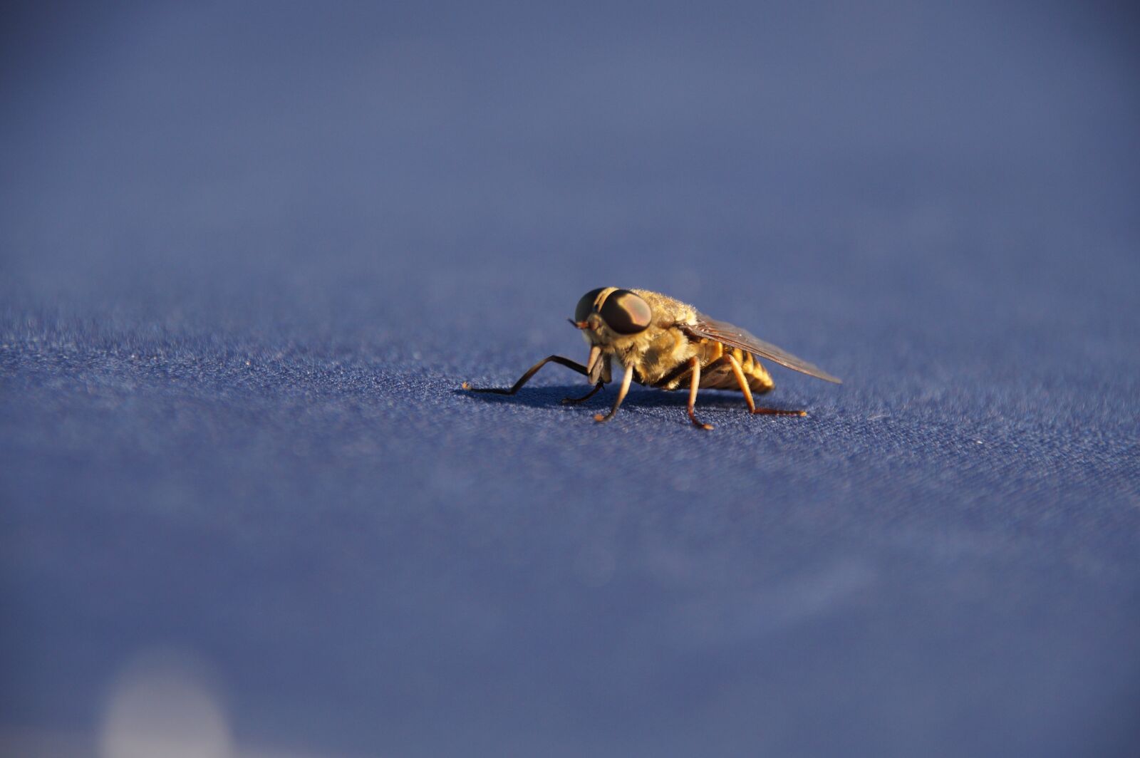 Sony SLT-A58 sample photo. Insect, detail, close up photography