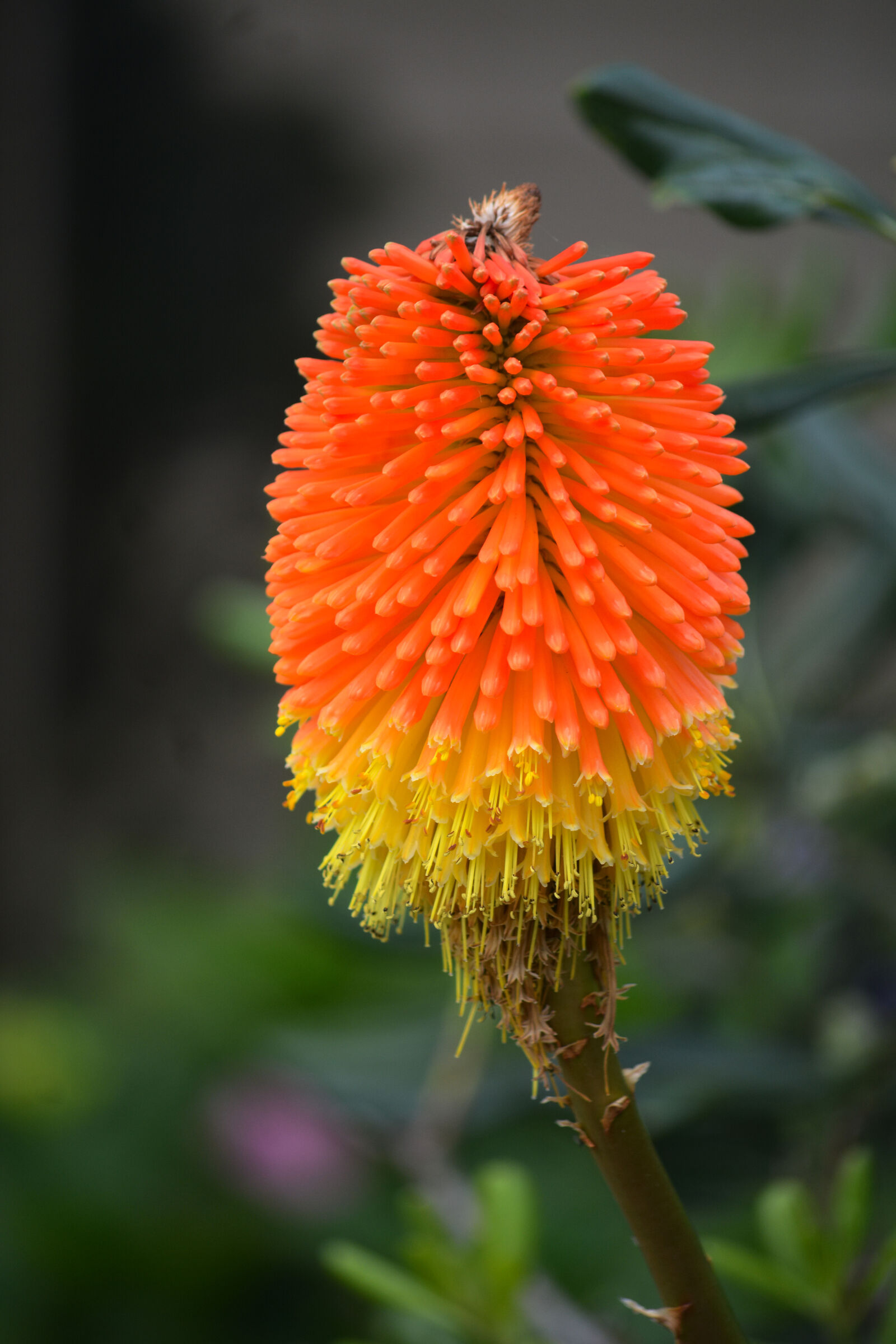 Nikon D5200 sample photo. Botanique, couleurs, fleur, fleur photography