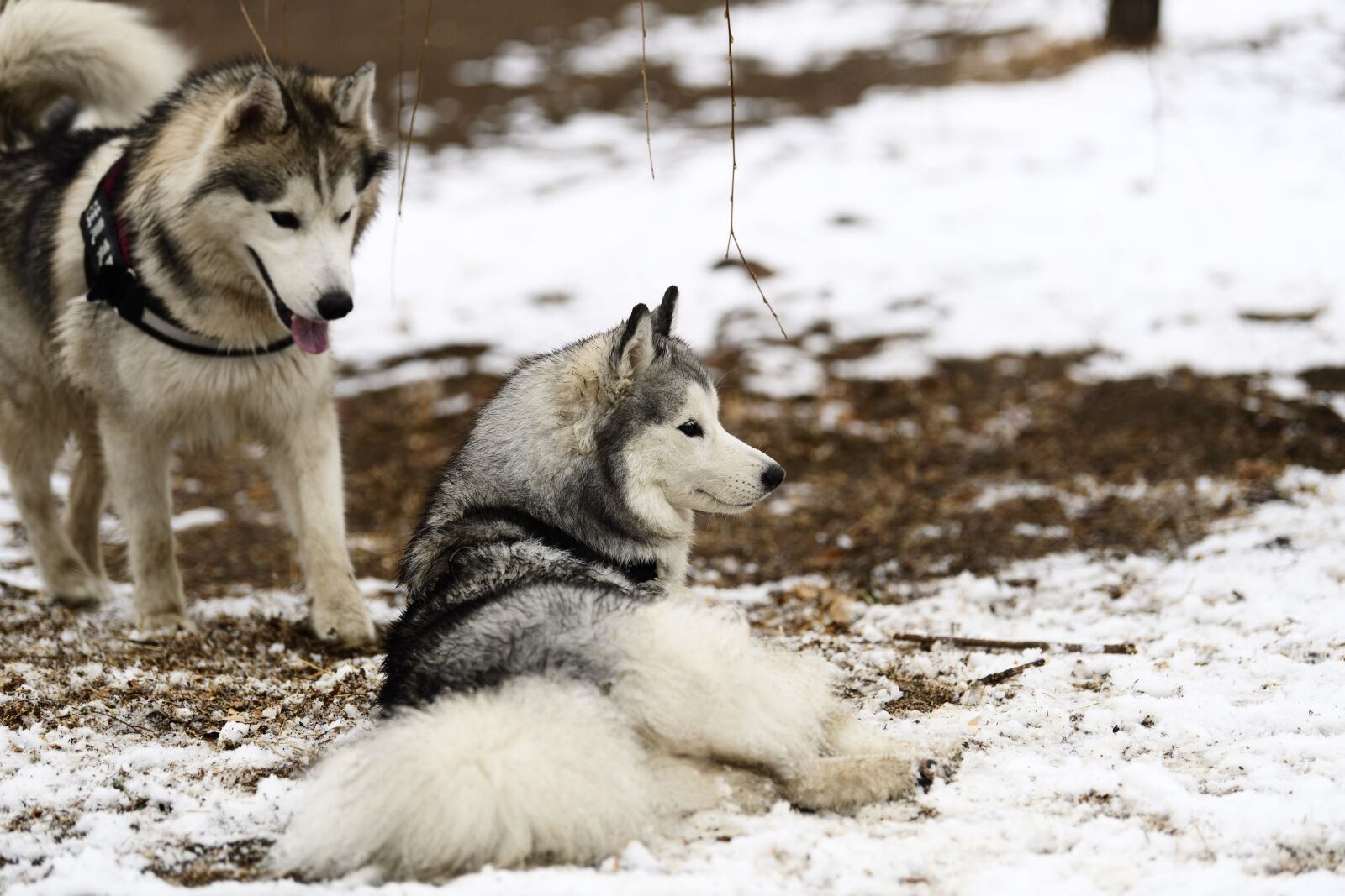 Nikon D5 sample photo. Winter, snow, frosting photography