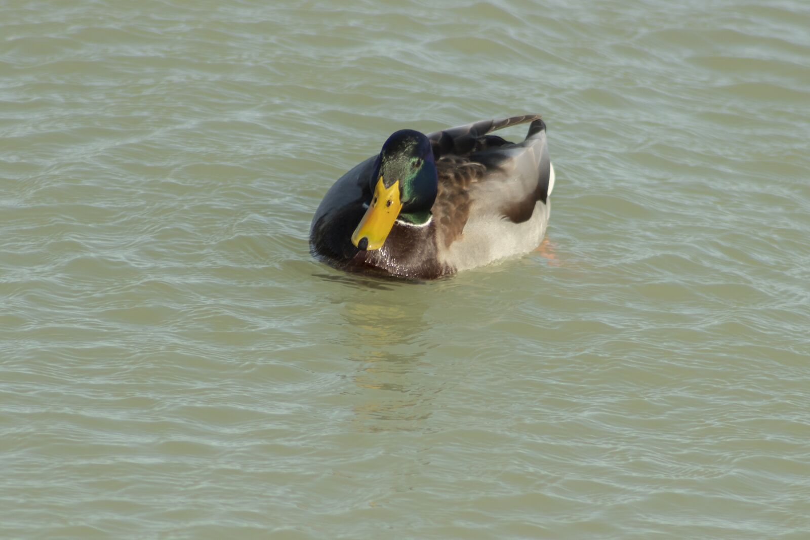Canon EF75-300mm f/4-5.6 sample photo. Duck, wild ducks, teal photography