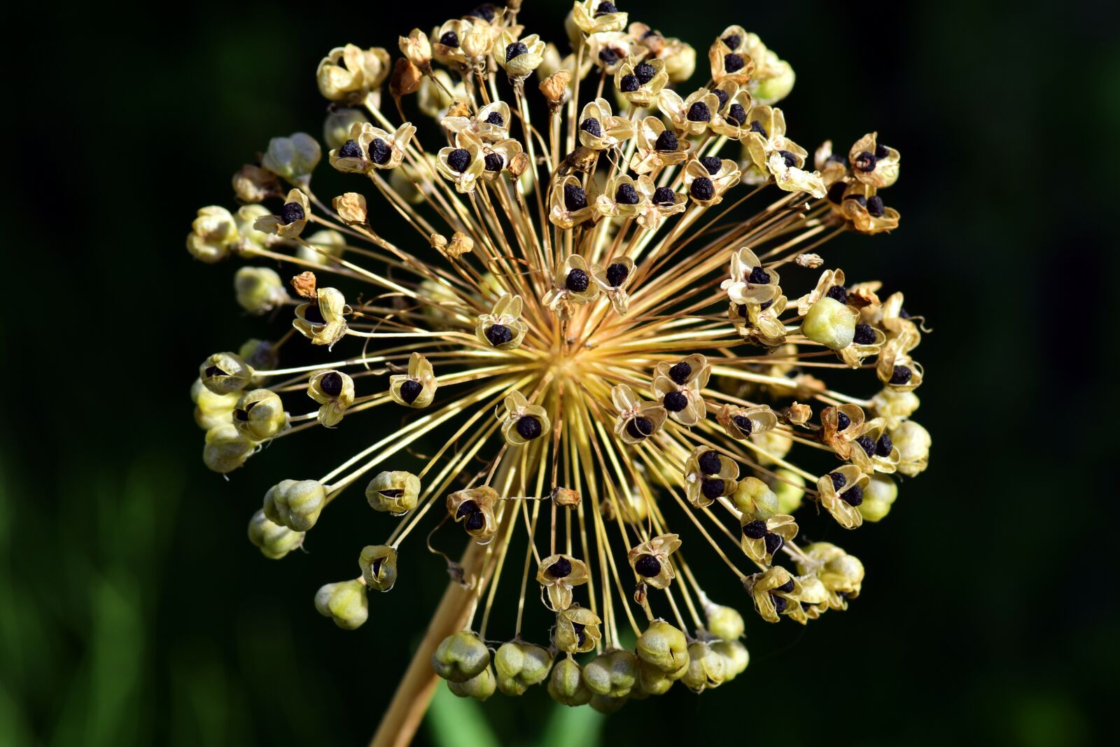 Nikon D3300 sample photo. Leek, ornamental onion, blossom photography