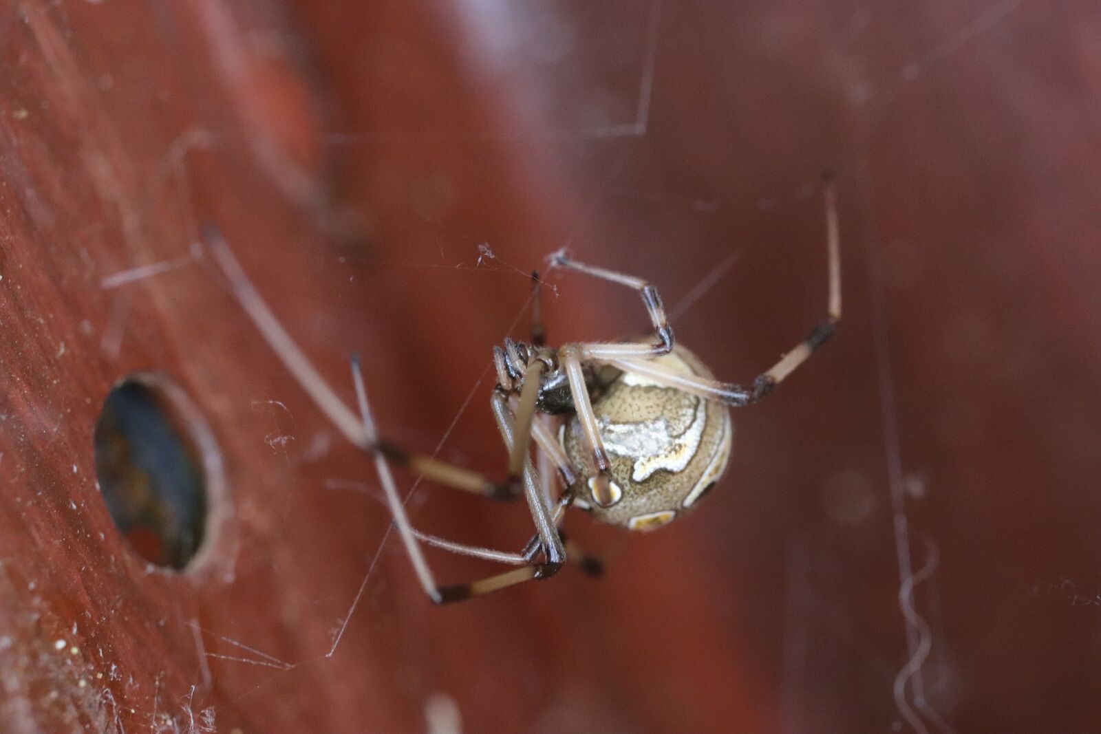Canon EOS 77D (EOS 9000D / EOS 770D) sample photo. Button spider, spider, macro photography