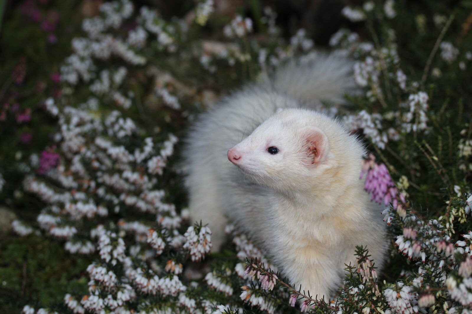 Canon EOS 550D (EOS Rebel T2i / EOS Kiss X4) sample photo. Ferret, heather, animal photography