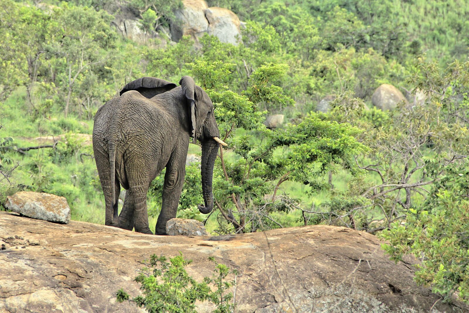 Canon EOS 550D (EOS Rebel T2i / EOS Kiss X4) sample photo. Elephant, safari, africa photography