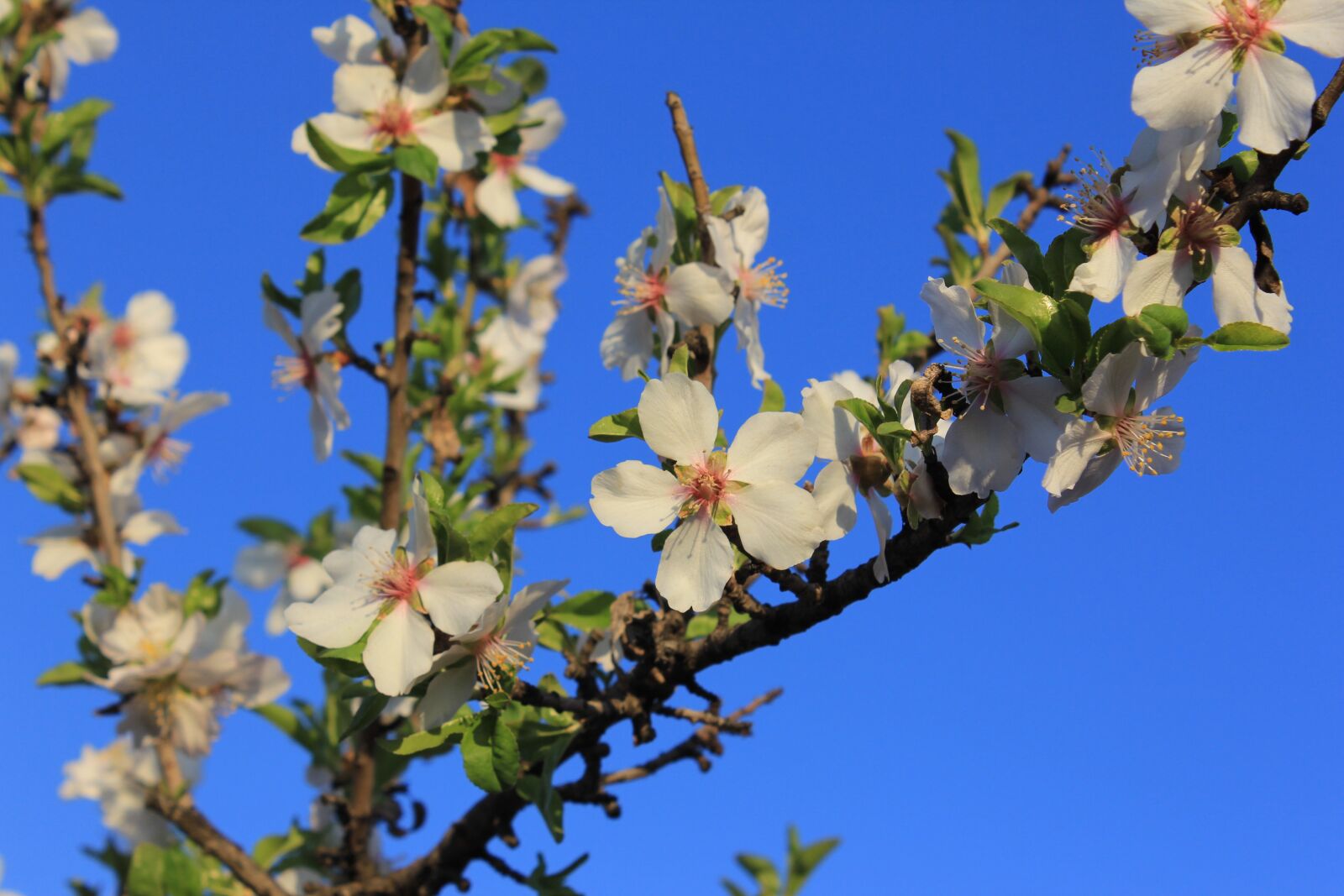 Canon EOS 60D sample photo. Flower, almond tree, flowering photography