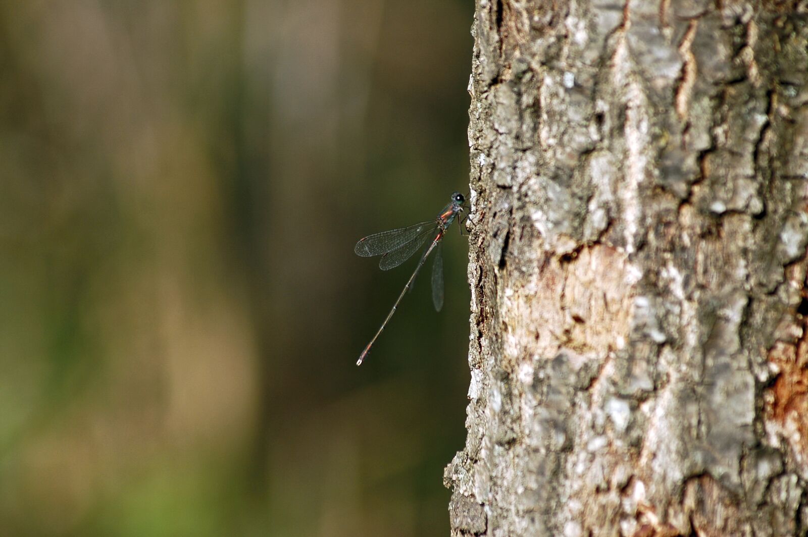 Nikon D50 sample photo. Dragonfly, insect, wildlife photography