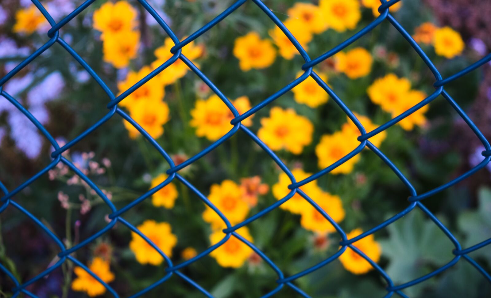 Fujifilm XF 18-55mm F2.8-4 R LM OIS sample photo. Fence, wire mesh fence photography