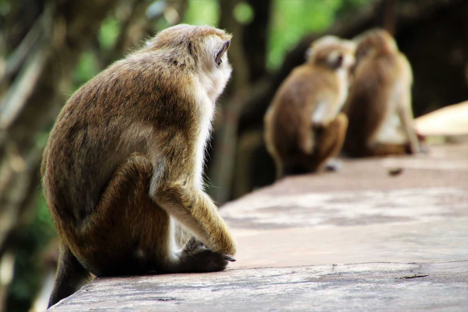 Canon EOS 80D sample photo. Nature, monkey, mammals photography