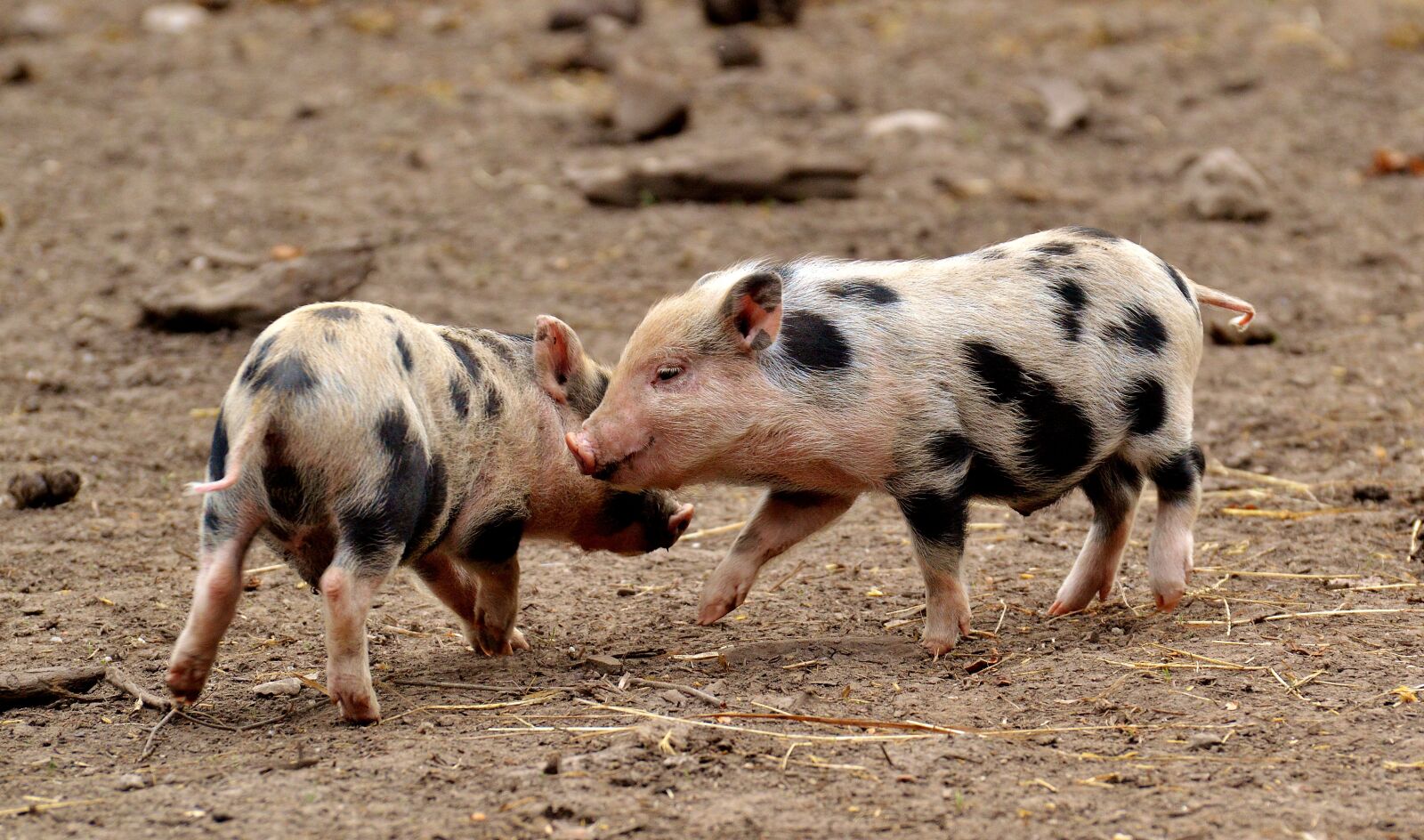 Nikon D3200 sample photo. Piglet, small pigs, mini photography