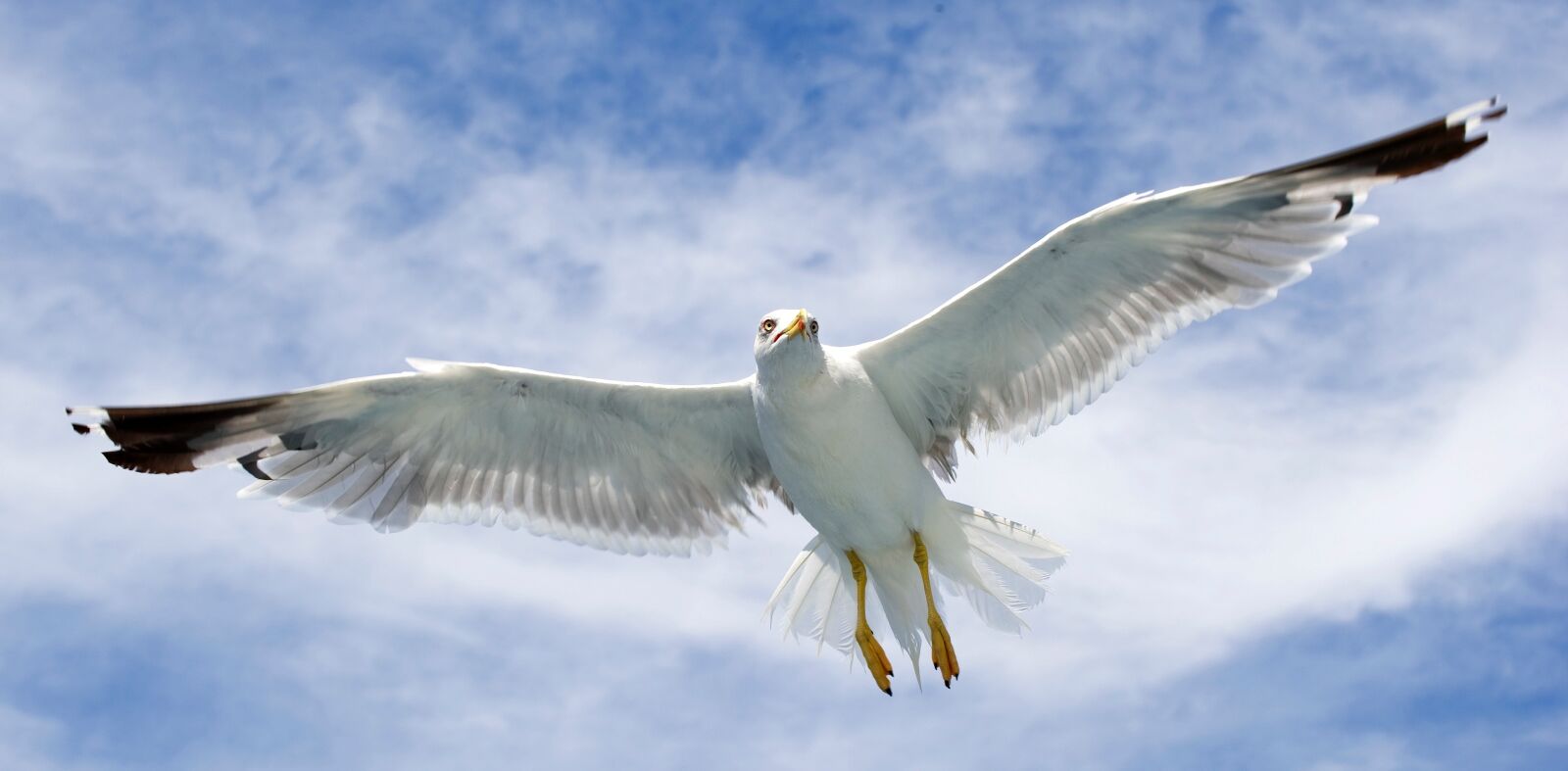 Nikon D3S sample photo. Seagull, sea birds, birds photography