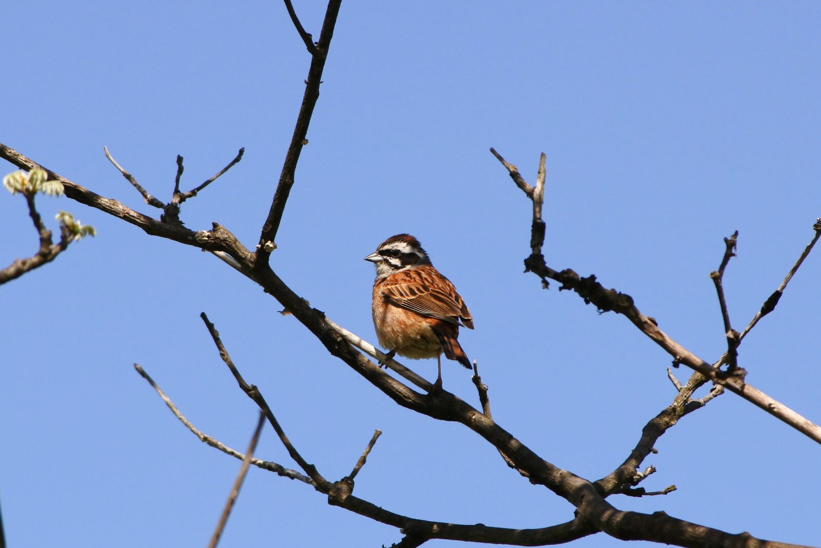 Nikon 1 J5 + VR 55-200mm f/4-5.6G sample photo. Animal, plant, wood photography