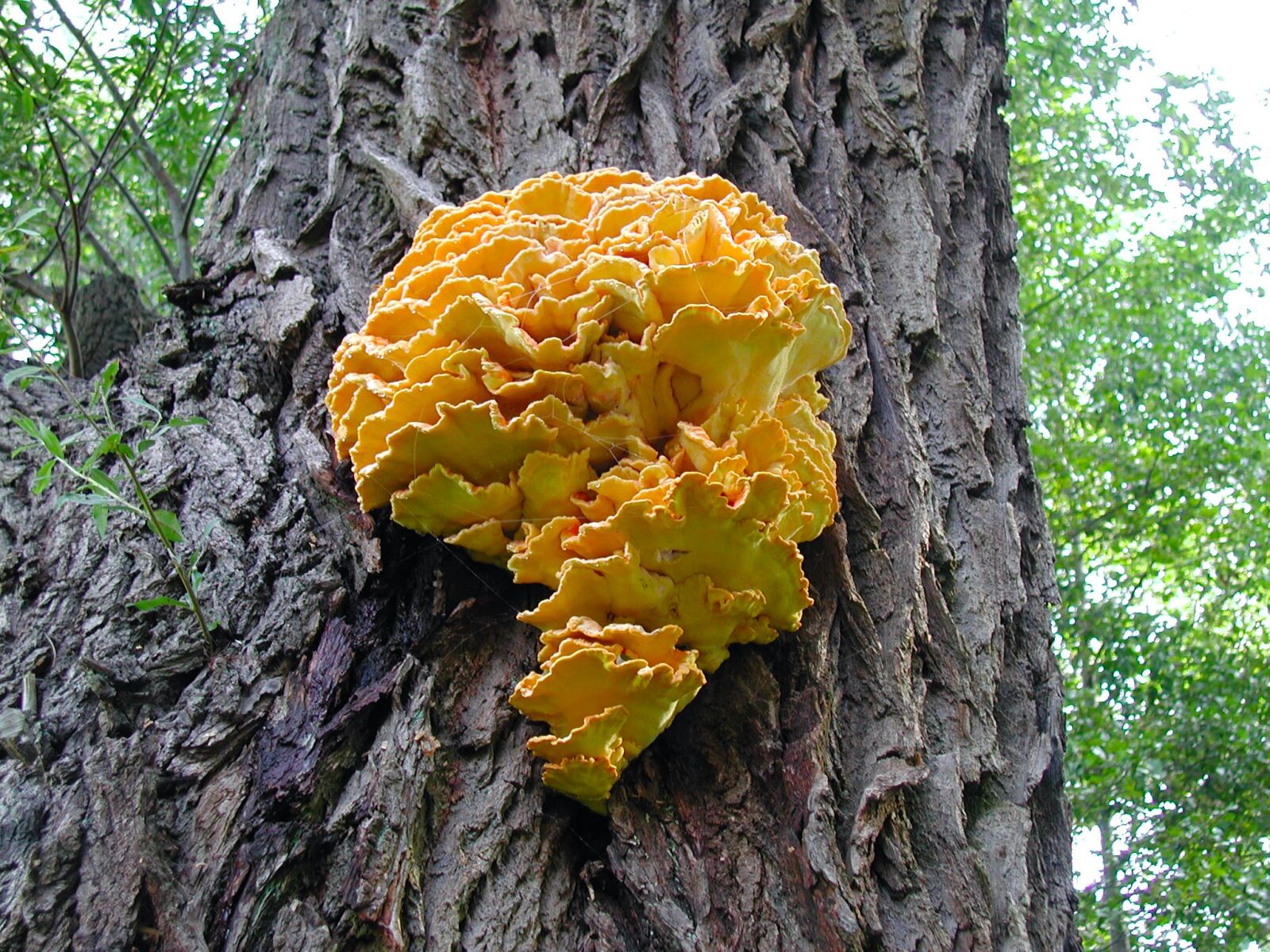 Olympus C3030Z sample photo. Tree fungus, mushroom, tree photography