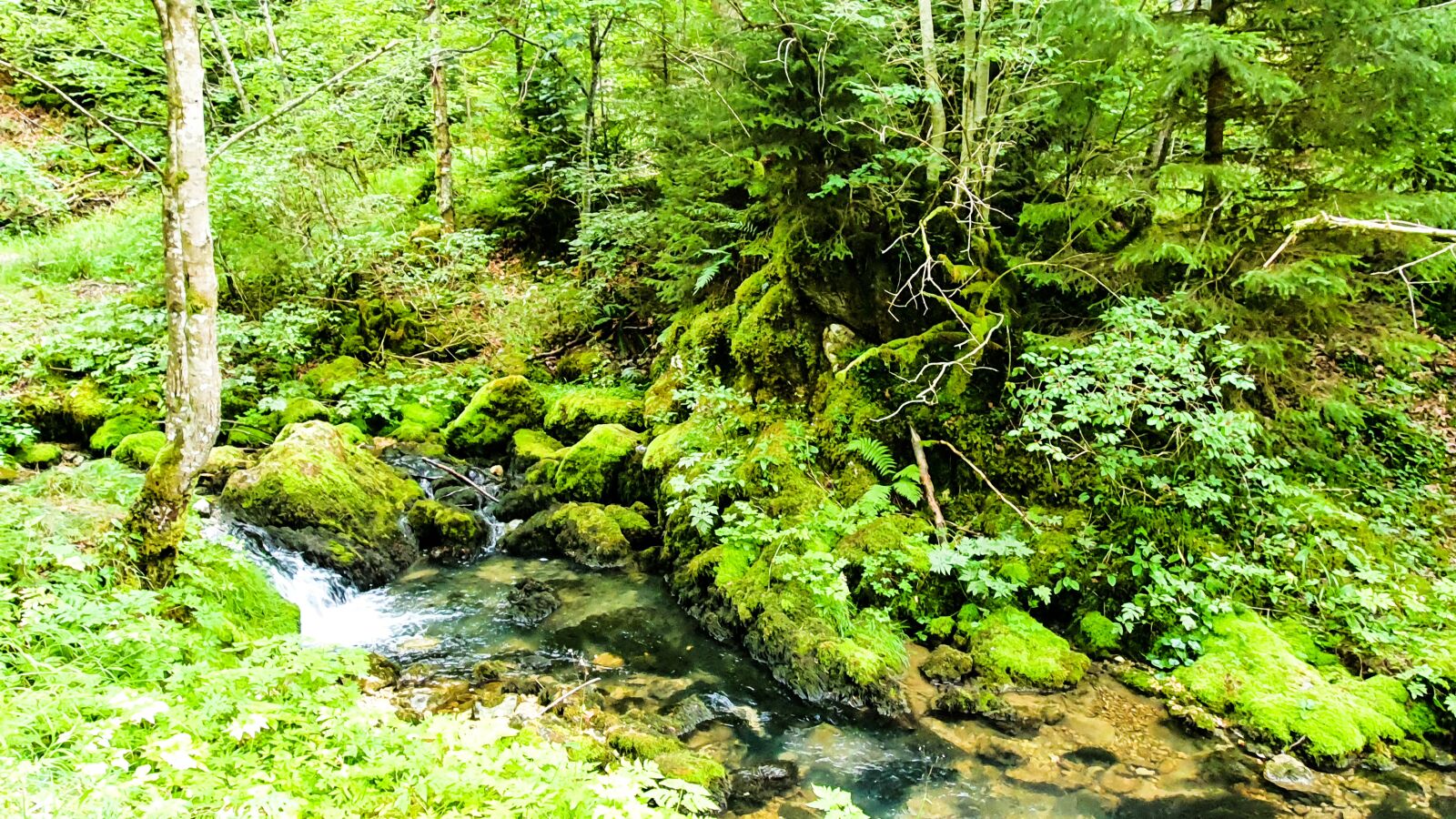 Samsung SM-G973F sample photo. River, undergrowth, water photography