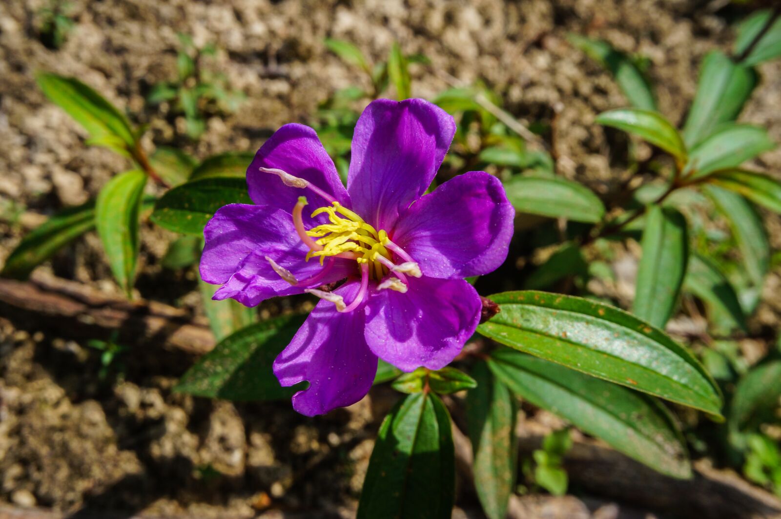 Sony Alpha NEX-3N sample photo. Flower, plant, bloom photography