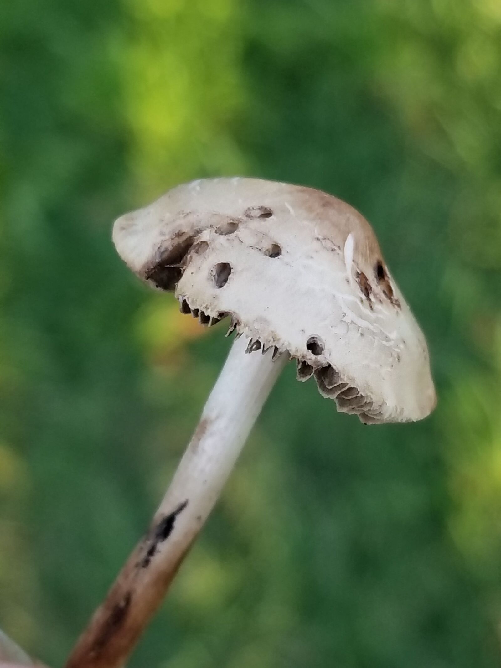 Samsung Galaxy S8 sample photo. Mushroom, nature, tiny photography