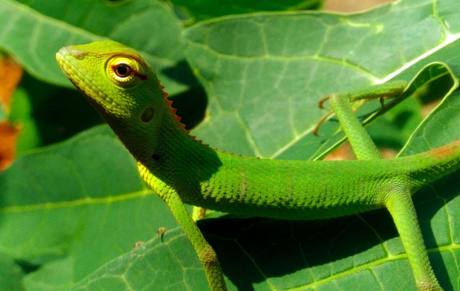 ASUS ZenFone Max (ZC550KL) sample photo. Indian garden lizard, green photography