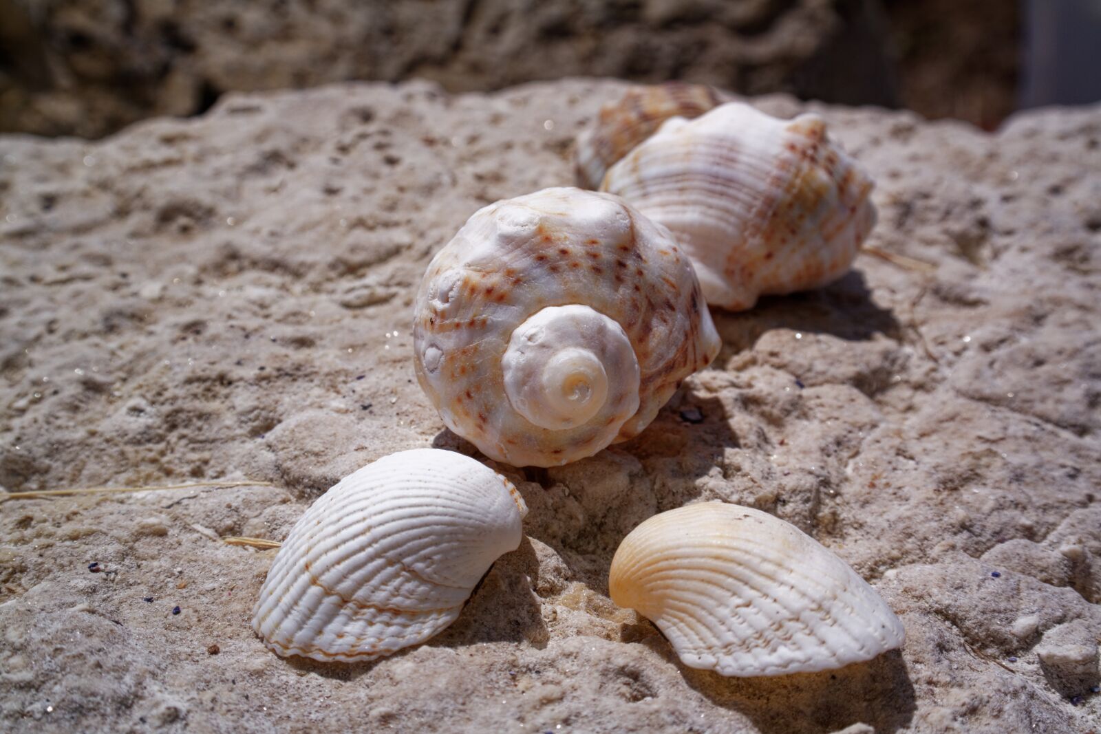 Samsung NX30 sample photo. Sand, beach, seashell photography