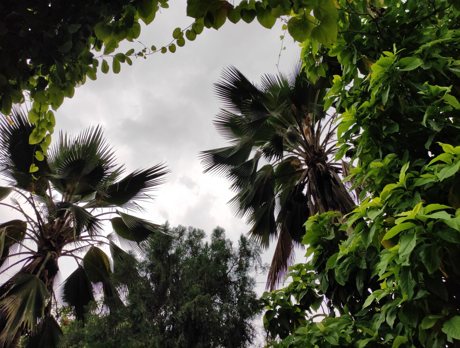 Xiaomi POCO X2 sample photo. Palmtrees, nature, sky photography