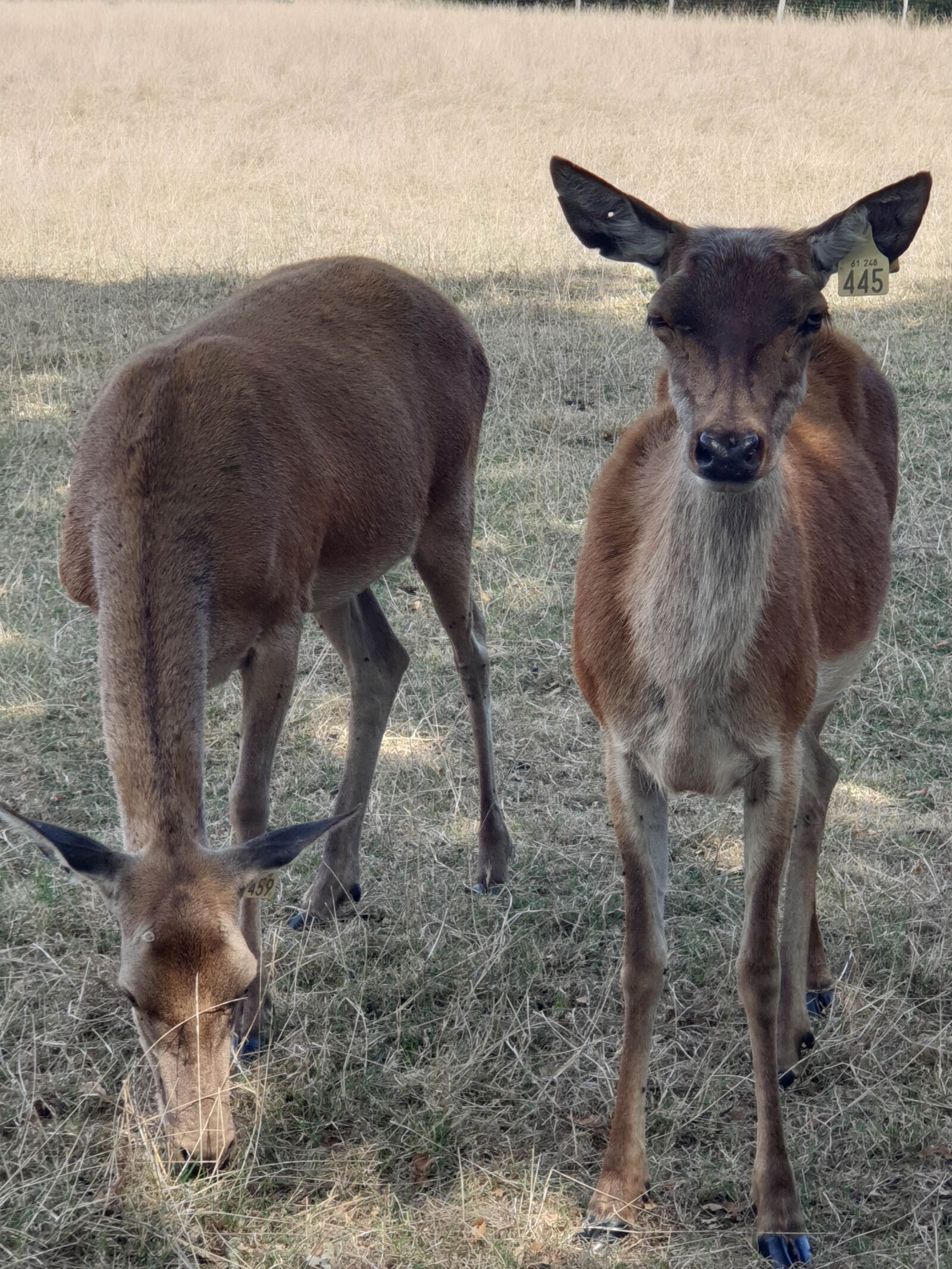 Samsung Galaxy S9+ sample photo. Doe, biche, animal photography