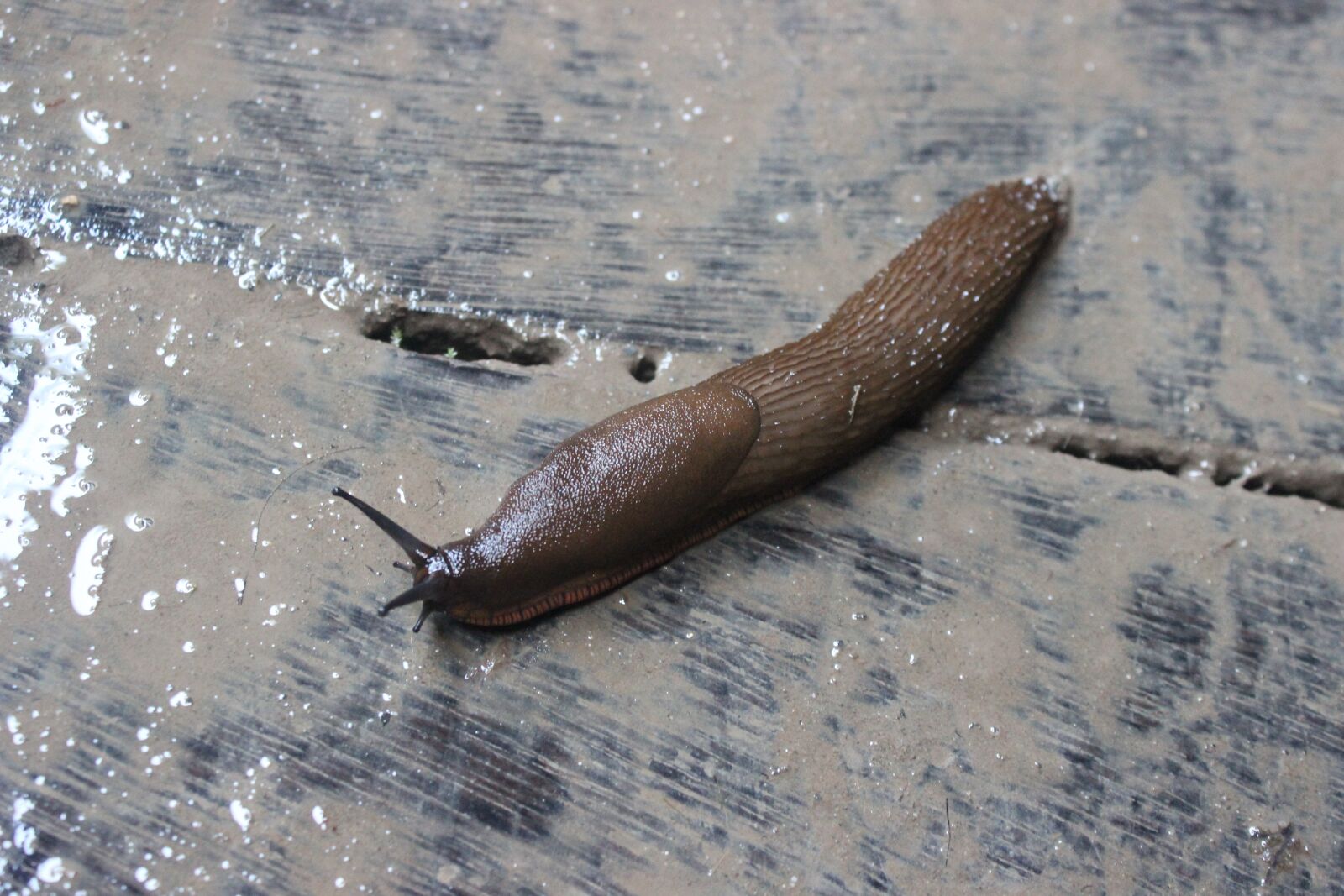 Canon EOS 600D (Rebel EOS T3i / EOS Kiss X5) sample photo. Slug, animal, wet photography