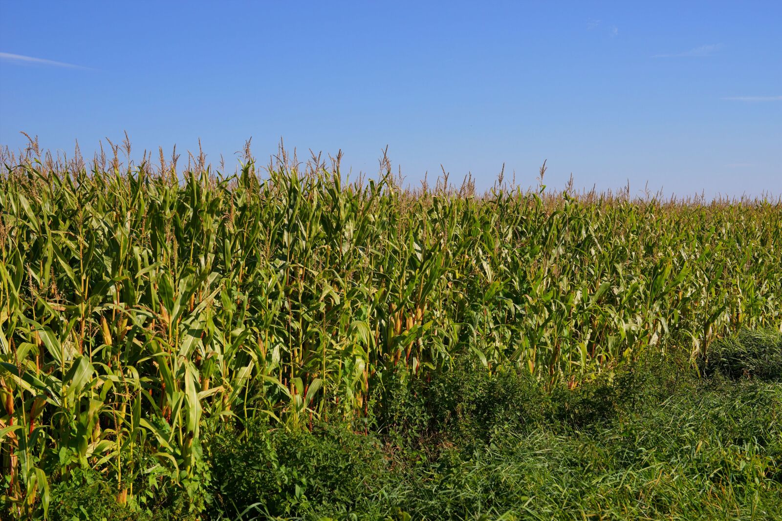 Sony a99 II sample photo. Field, cornfield, agriculture photography