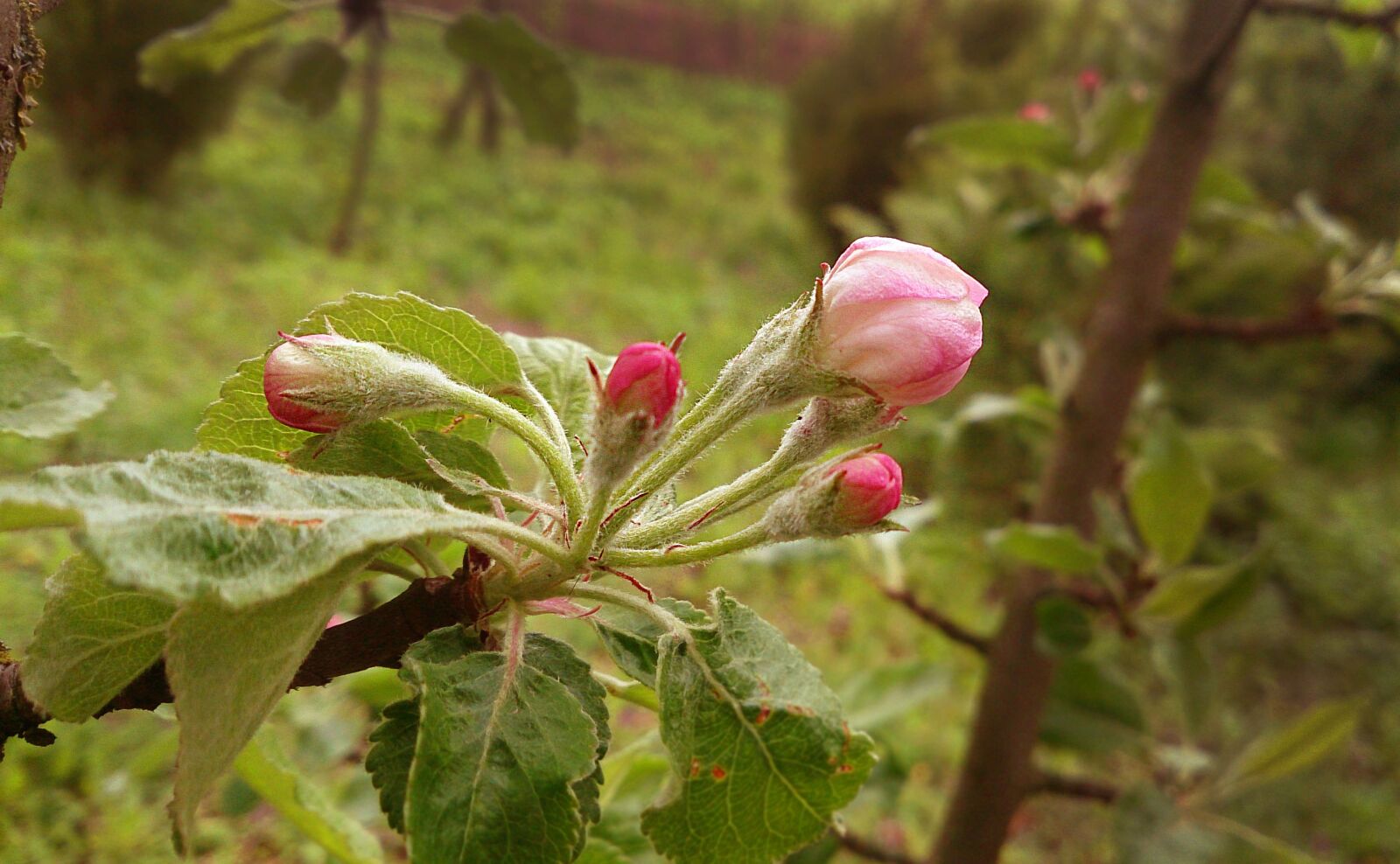 Sony Xperia Z sample photo. Apple-blossom, bud, macro photography