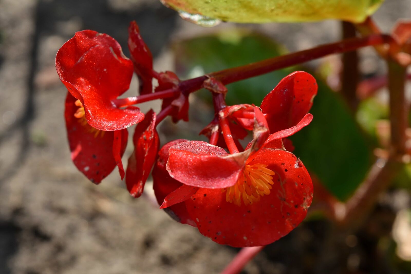 Nikon D5500 sample photo. Endangered species, flower bud photography