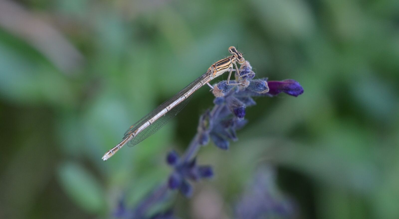Nikon D5100 sample photo. Dragonfly, insect, flower photography