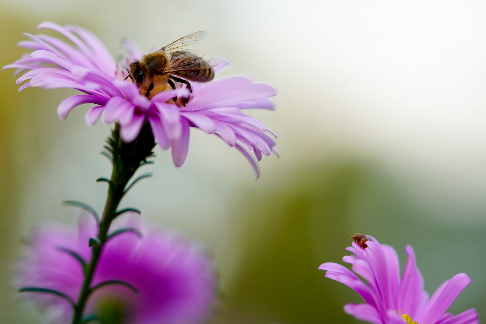 Sony FE 90mm F2.8 Macro G OSS sample photo. Bee, ladybug, flowers photography