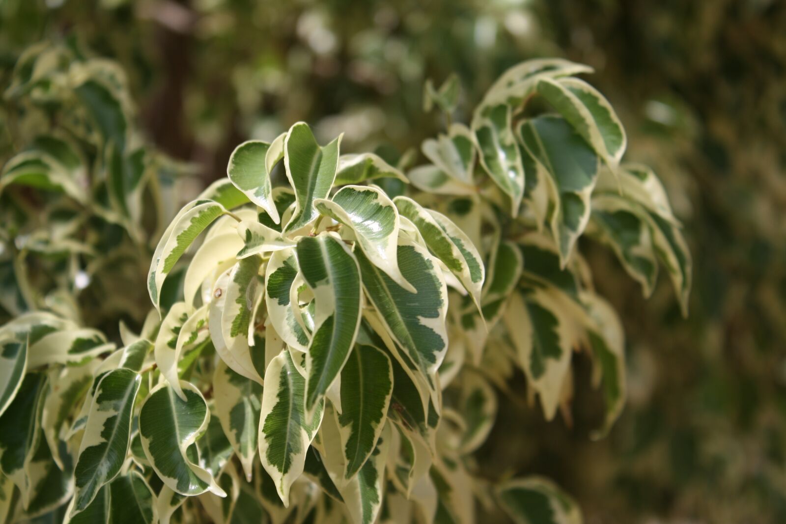 Canon EOS 1000D (EOS Digital Rebel XS / EOS Kiss F) sample photo. Creta, nature, flowers photography