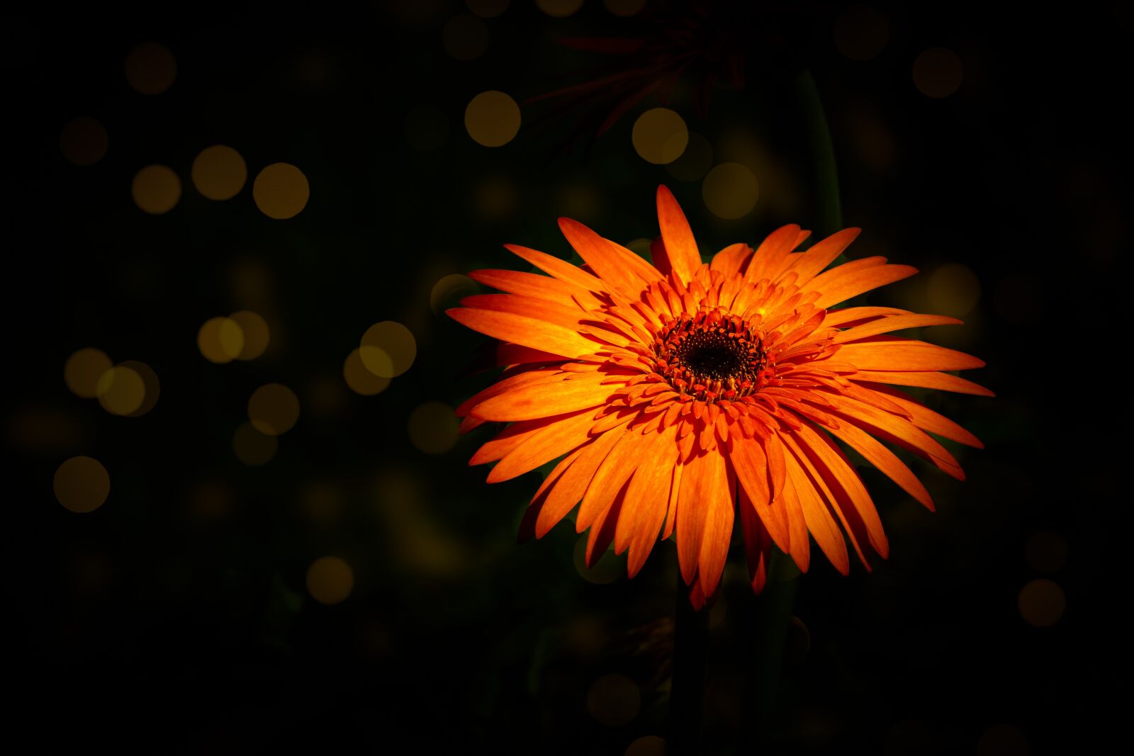 Sony a6000 + E 60mm F2.8 sample photo. Flower, daisy, plant photography