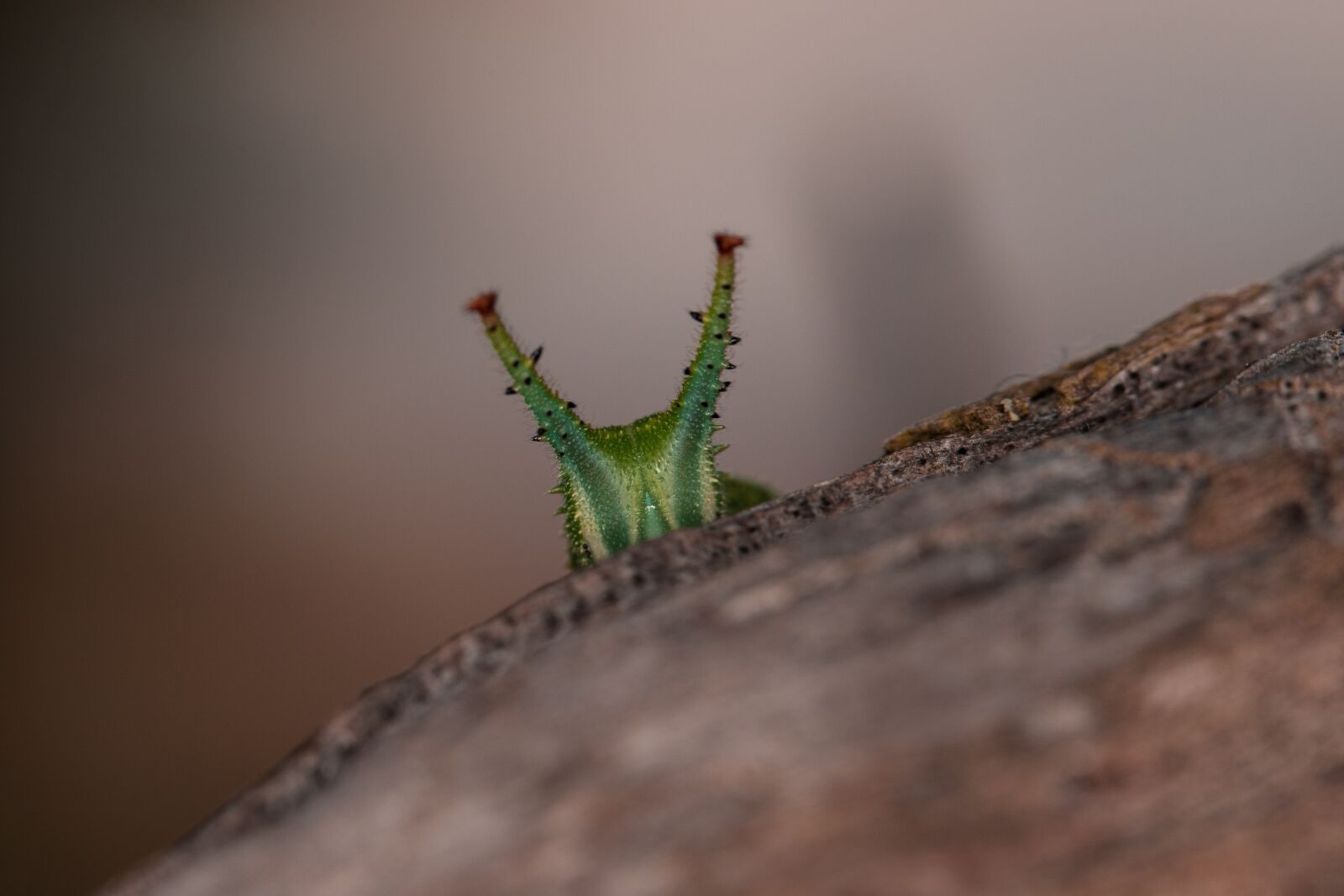 Canon EF 100mm F2.8L Macro IS USM sample photo. Eyes, nature, caterpillar photography