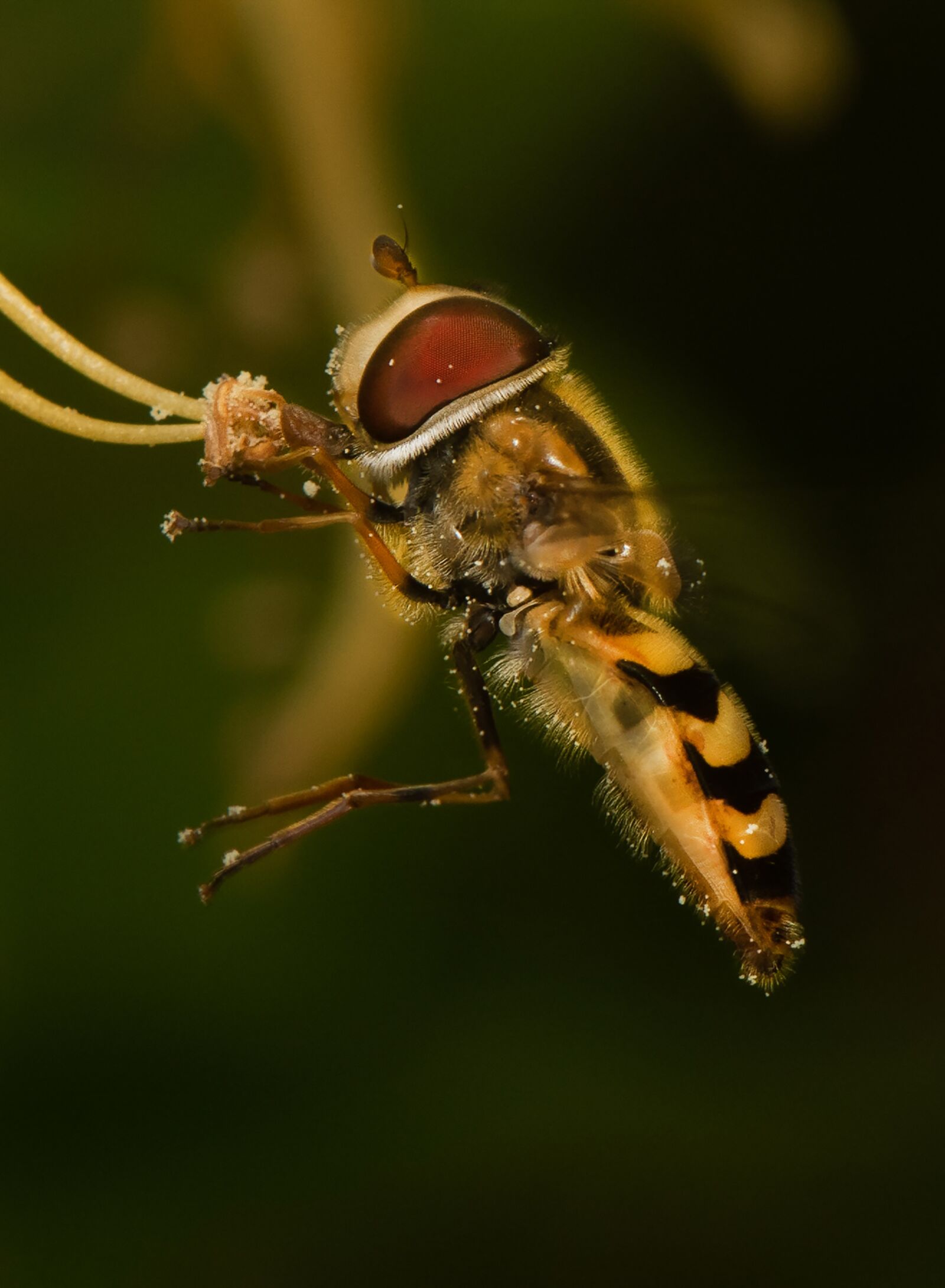 Nikon D810 sample photo. Insects, animal, nature photography