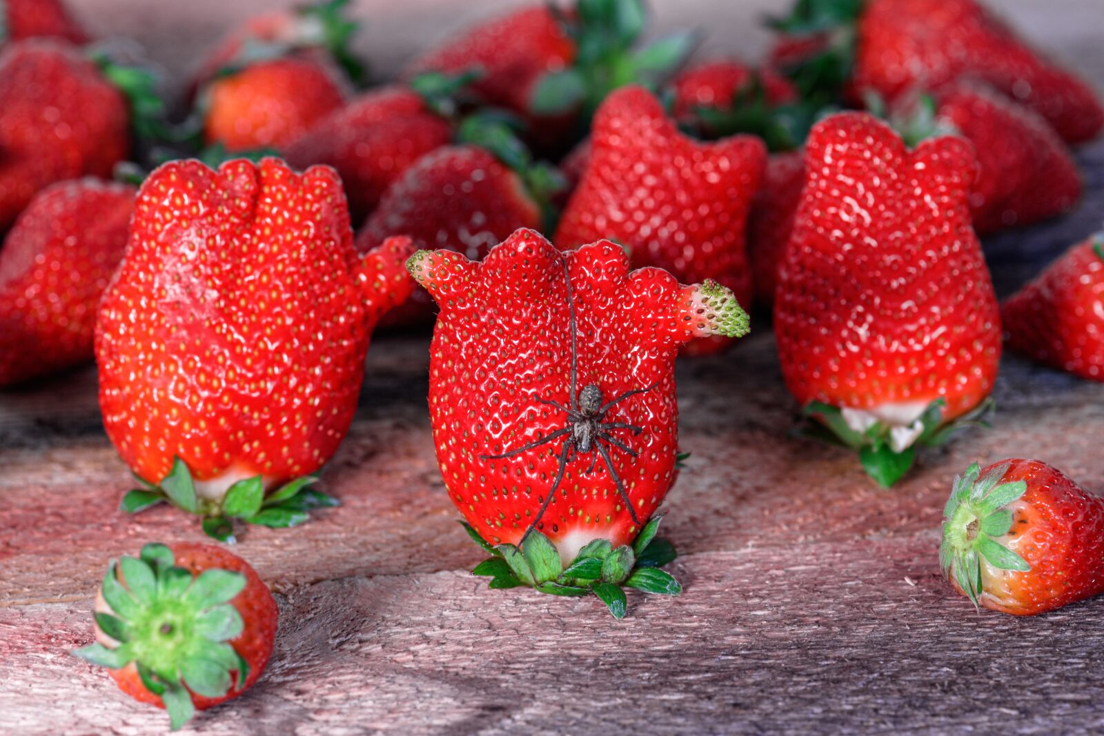 Nikon D7200 sample photo. Strawberries, spider, bio photography