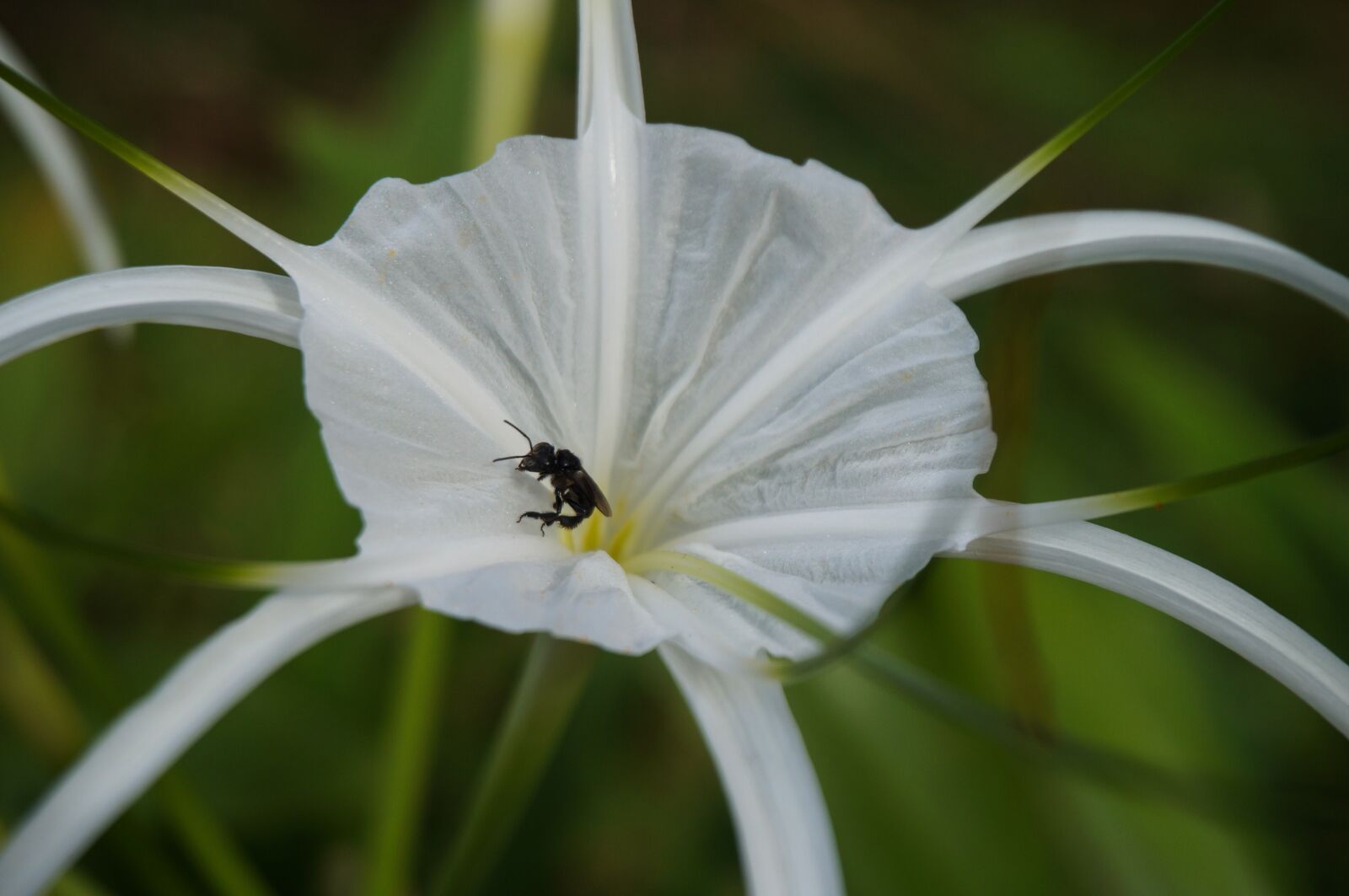 Sony Alpha NEX-3N + Sony E 16-50mm F3.5-5.6 PZ OSS sample photo. Nature, flora, flower photography