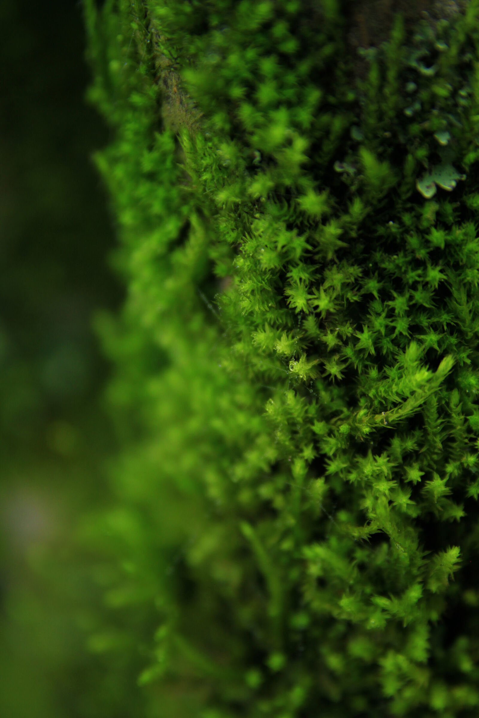 Canon EOS 7D sample photo. Abstract, floral, fresh, grass photography