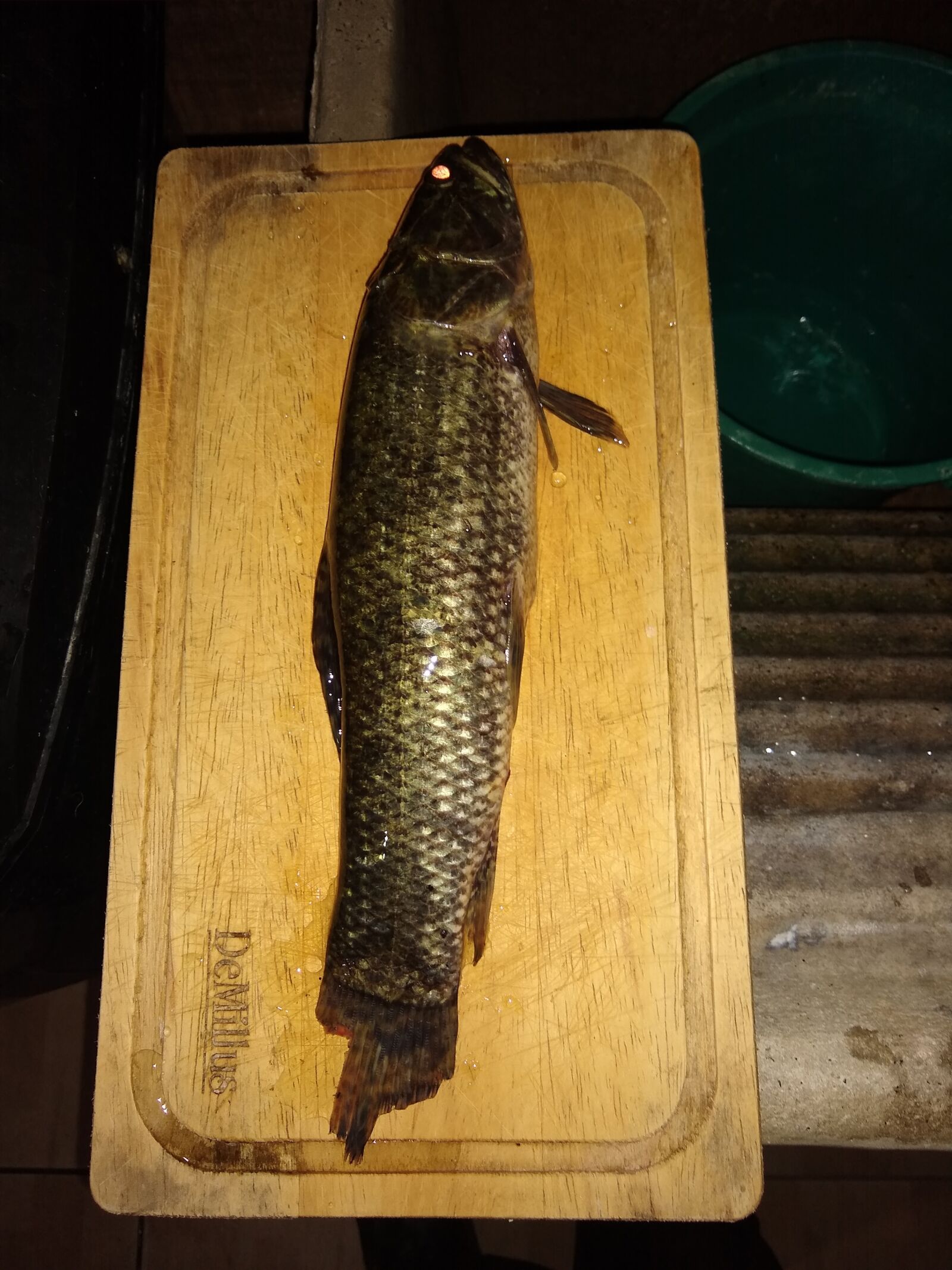 Motorola moto g(8) plus sample photo. Fishery, fish, fishing photography