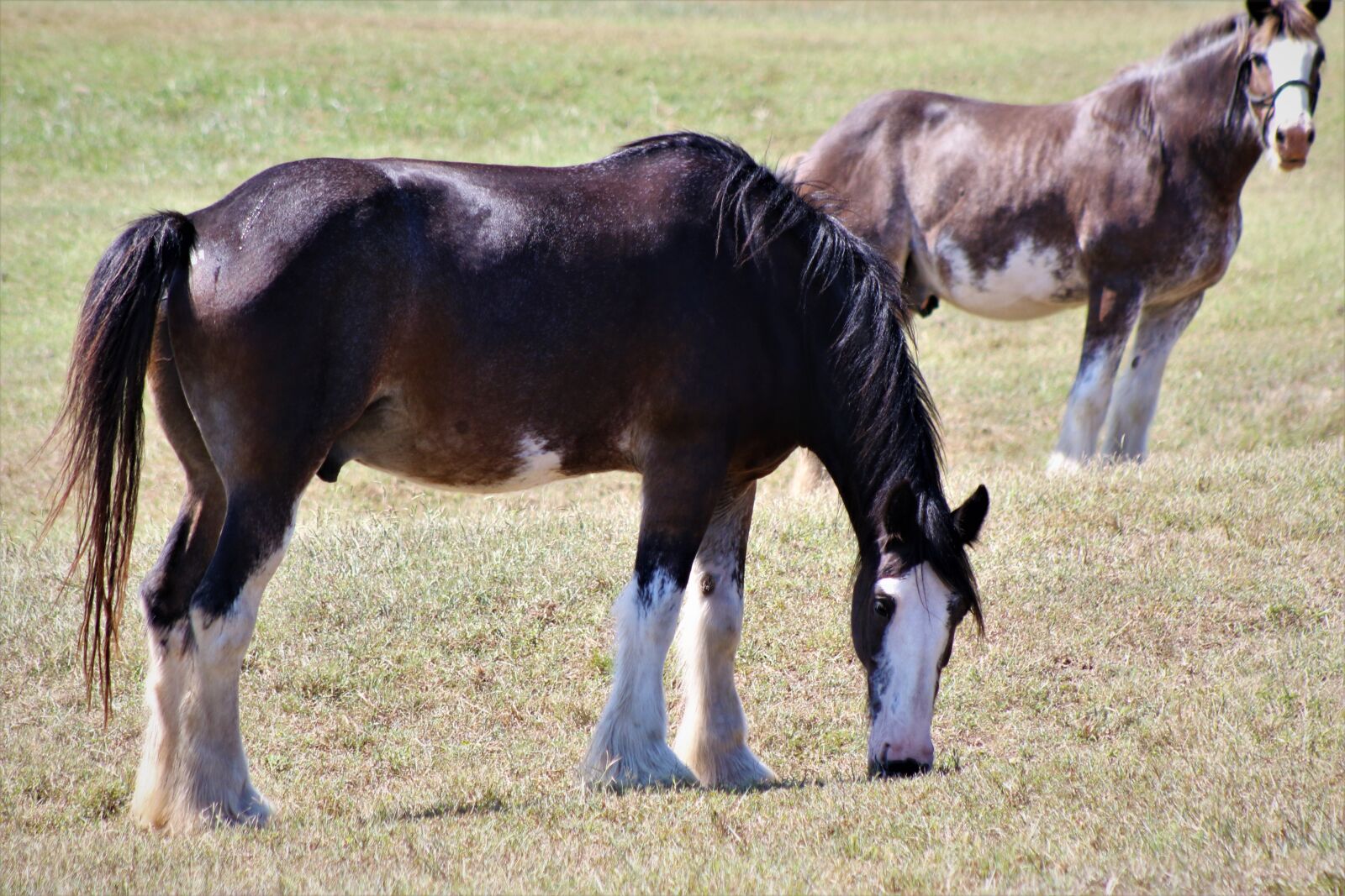 Canon EOS 7D Mark II sample photo. Horse, farm, rural photography
